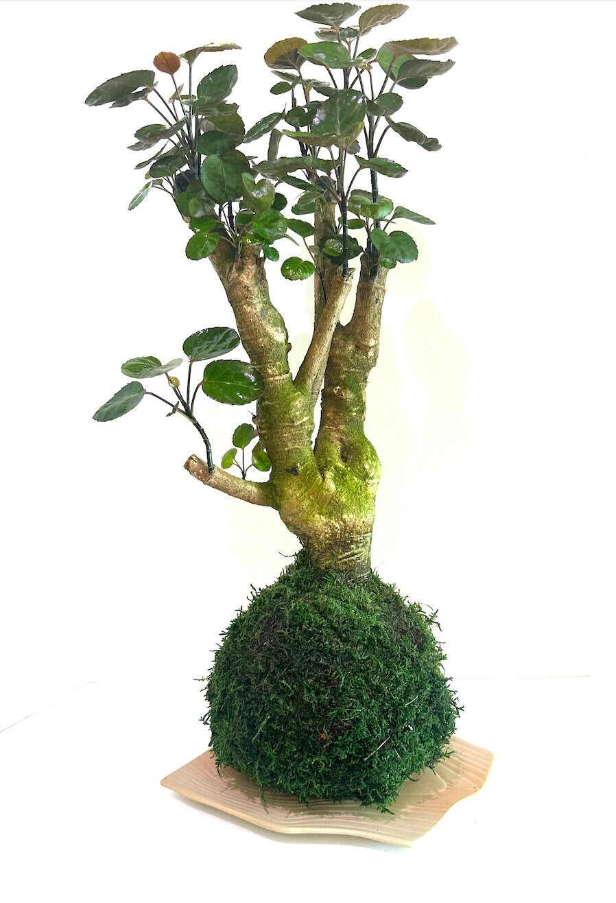 Fabian aralia stump (approx 7" diameter x 20" tall) Kokedama - Feel the forest at your home!