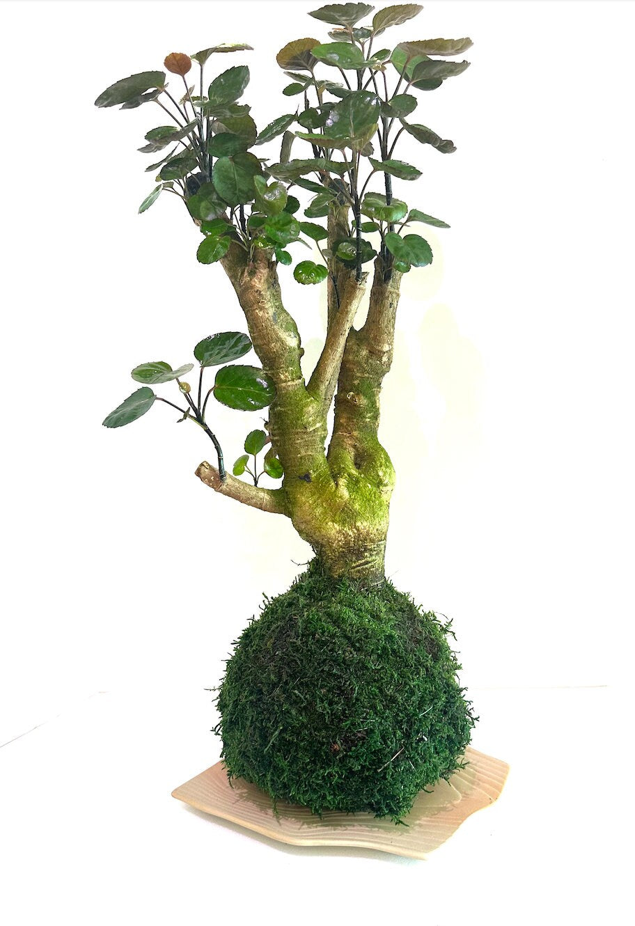 Fabian aralia stump (approx 7" diameter x 20" tall) Kokedama - Feel the forest at your home!
