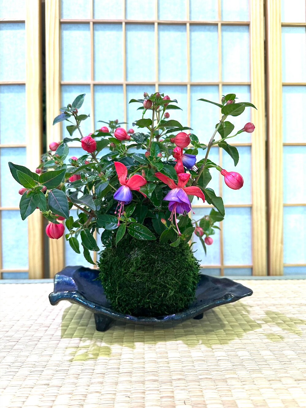Fuchsia Kokedama - Moss ball, beautiful loving house decor.