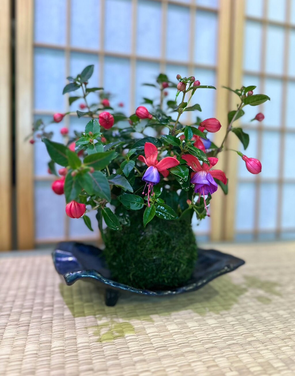 Fuchsia Kokedama - Moss ball, beautiful loving house decor.