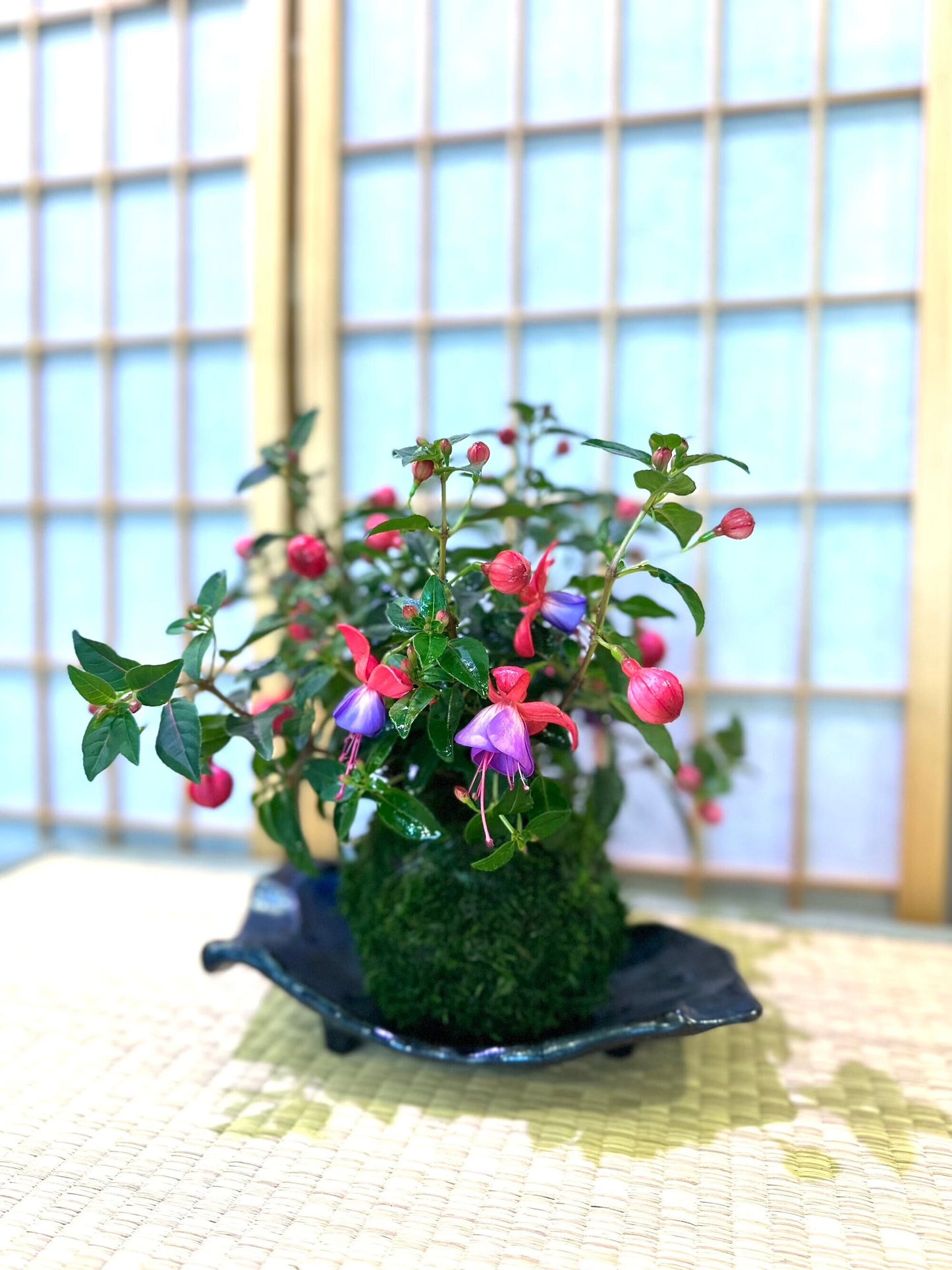Fuchsia Kokedama - Moss ball, beautiful loving house decor.