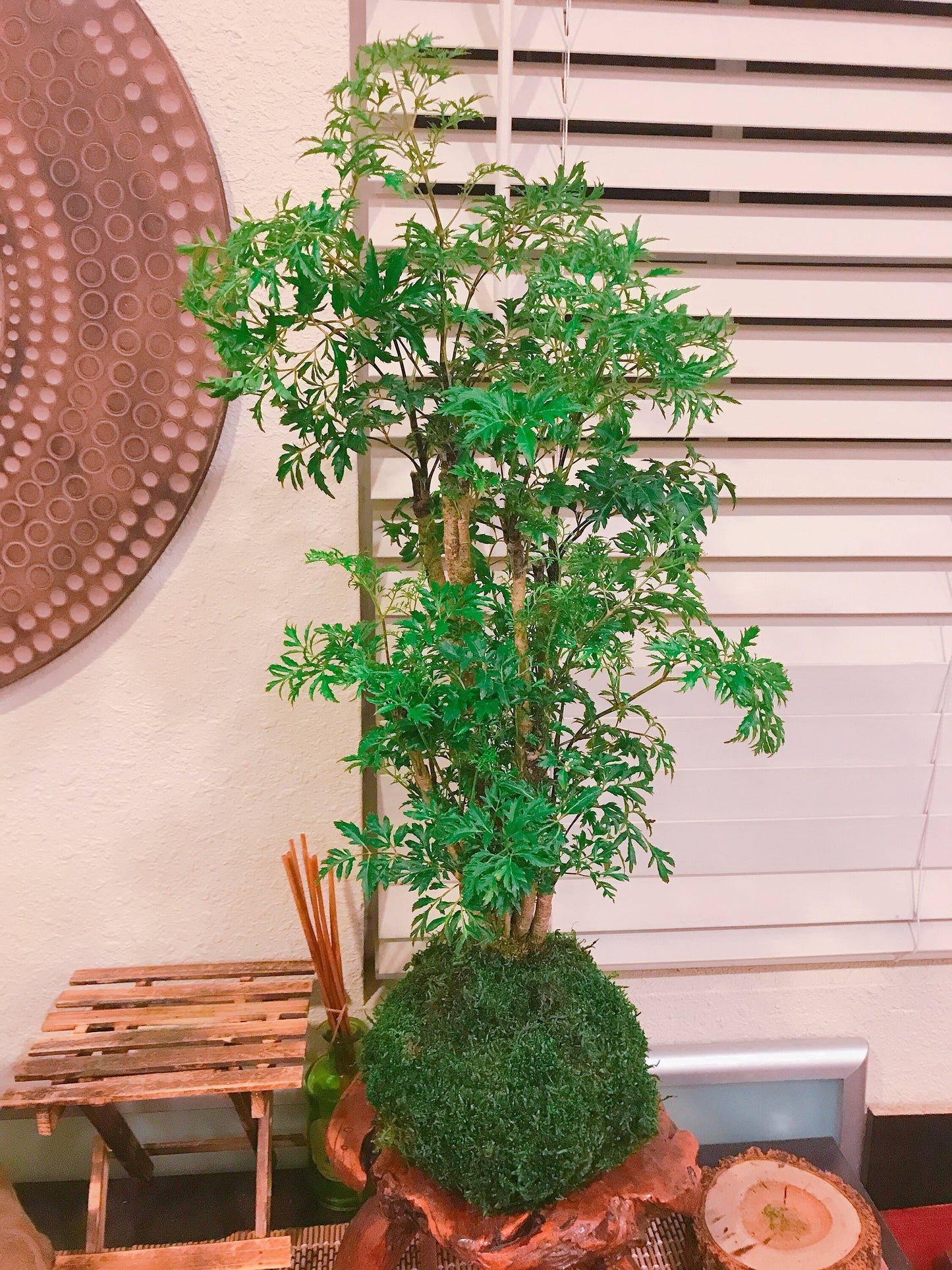 Ming Aralia Kokedama - Moss ball (approx 6-8" diameter x 20-22 in)