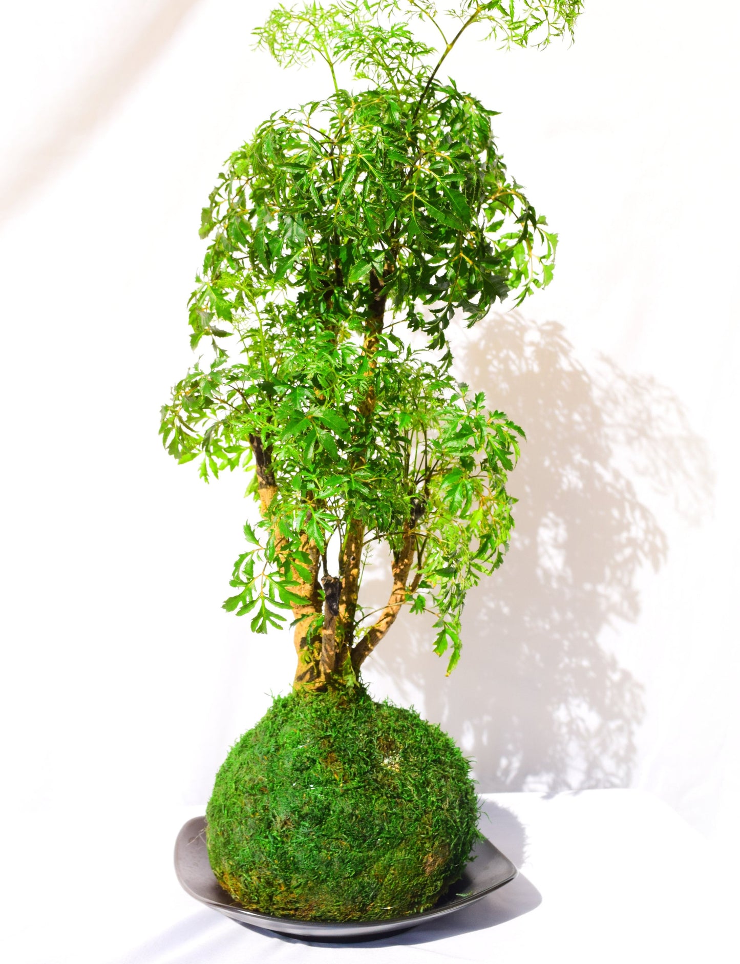 Ming Aralia Kokedama - Moss ball (approx 6-8" diameter x 20-22 in)