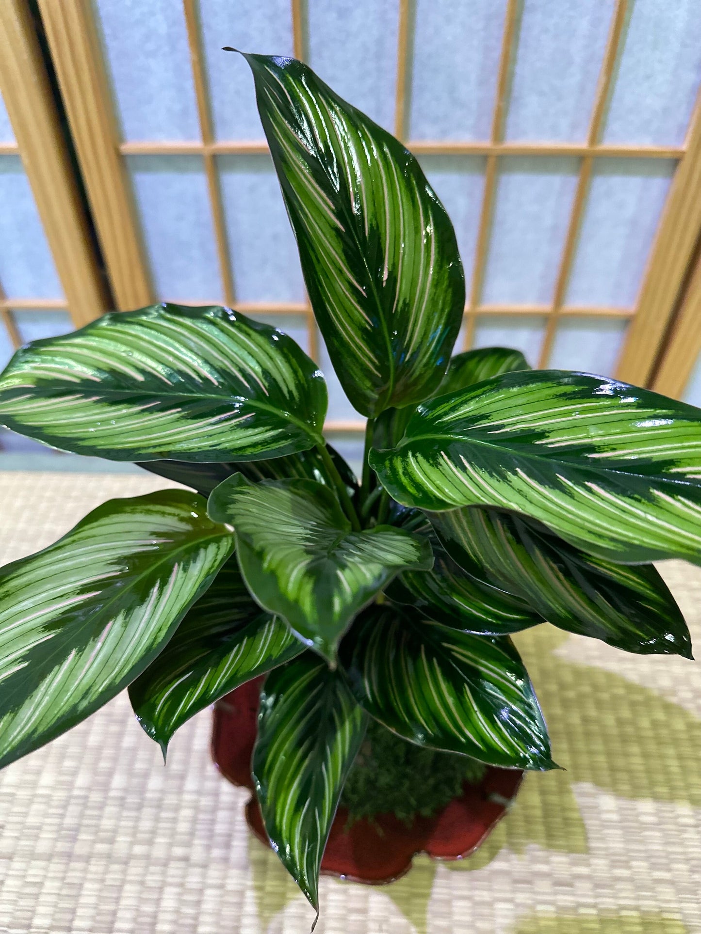 Calathea Pin - Stripped Ornata eye-catching Plant Kokedama - Bonsai Moss ball - house decor with Japanese technique plants!