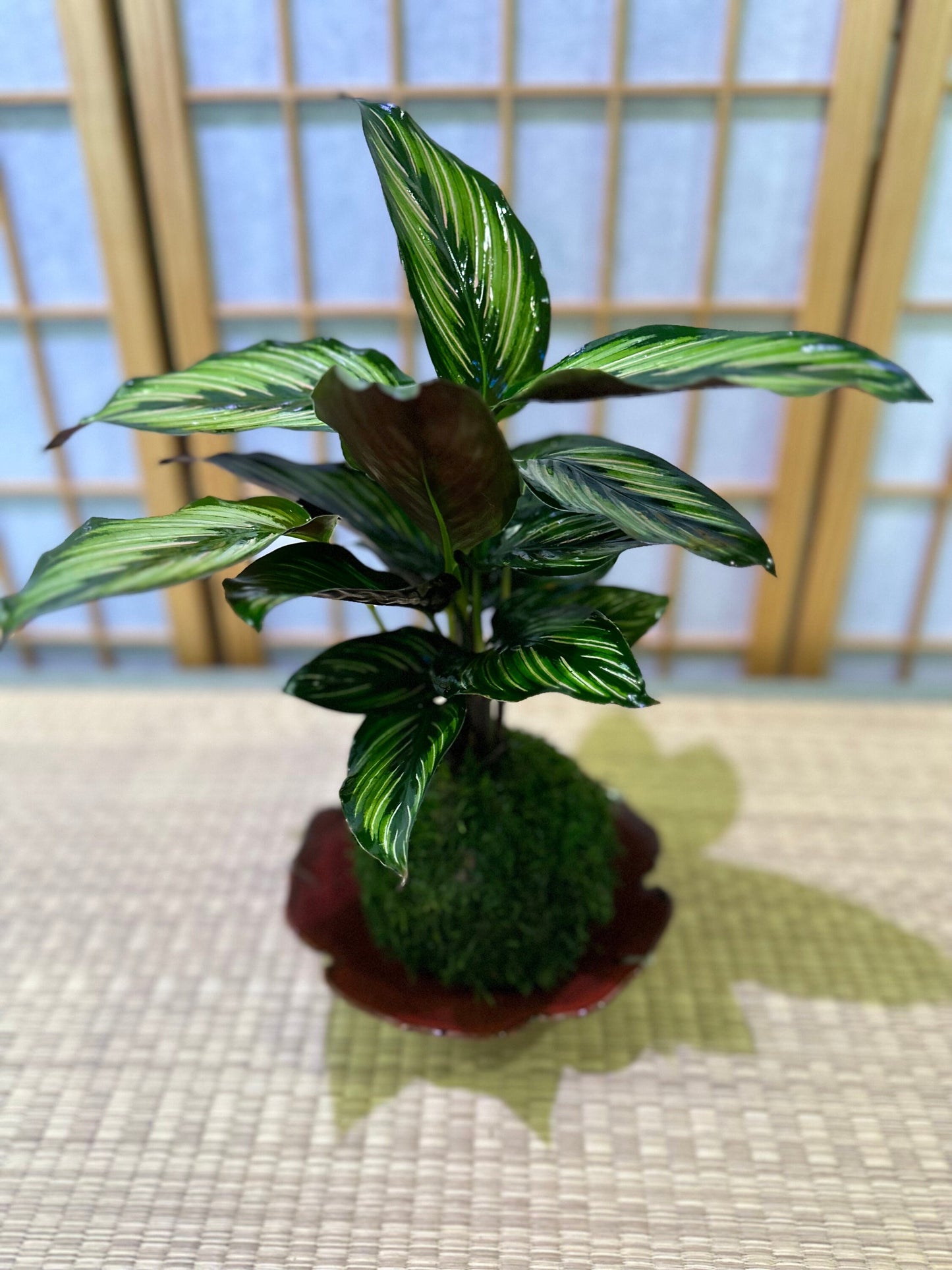 Calathea Pin - Stripped Ornata eye-catching Plant Kokedama - Bonsai Moss ball - house decor with Japanese technique plants!