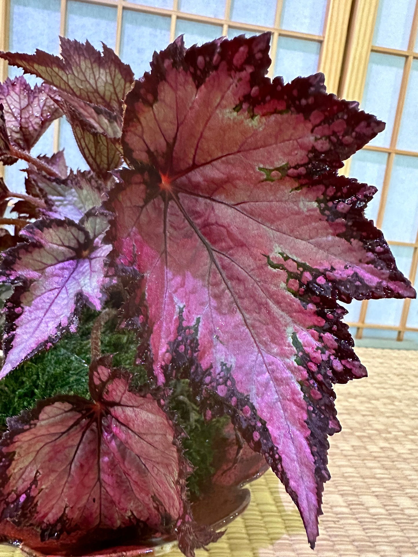 Rex Begonia Kokedama - Bonsai Ball - house plant