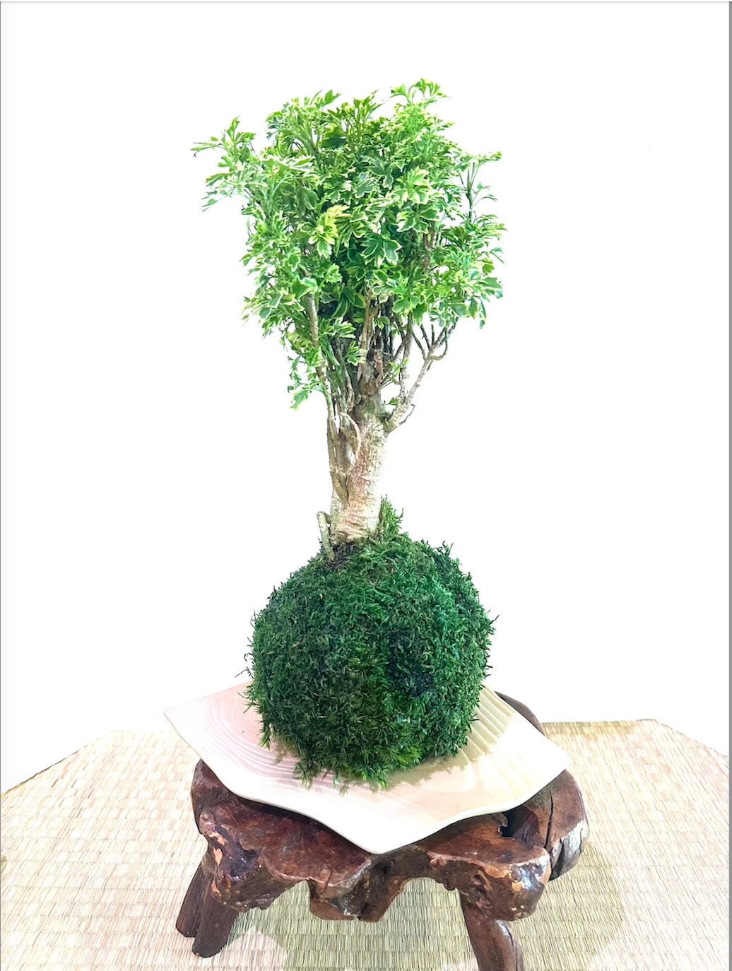 Ming Aralia 'Snowflake' Polyscias Fruticosa Variegated Kokedama - Moss ball (approx 5-7" diameter x 15-18 in)