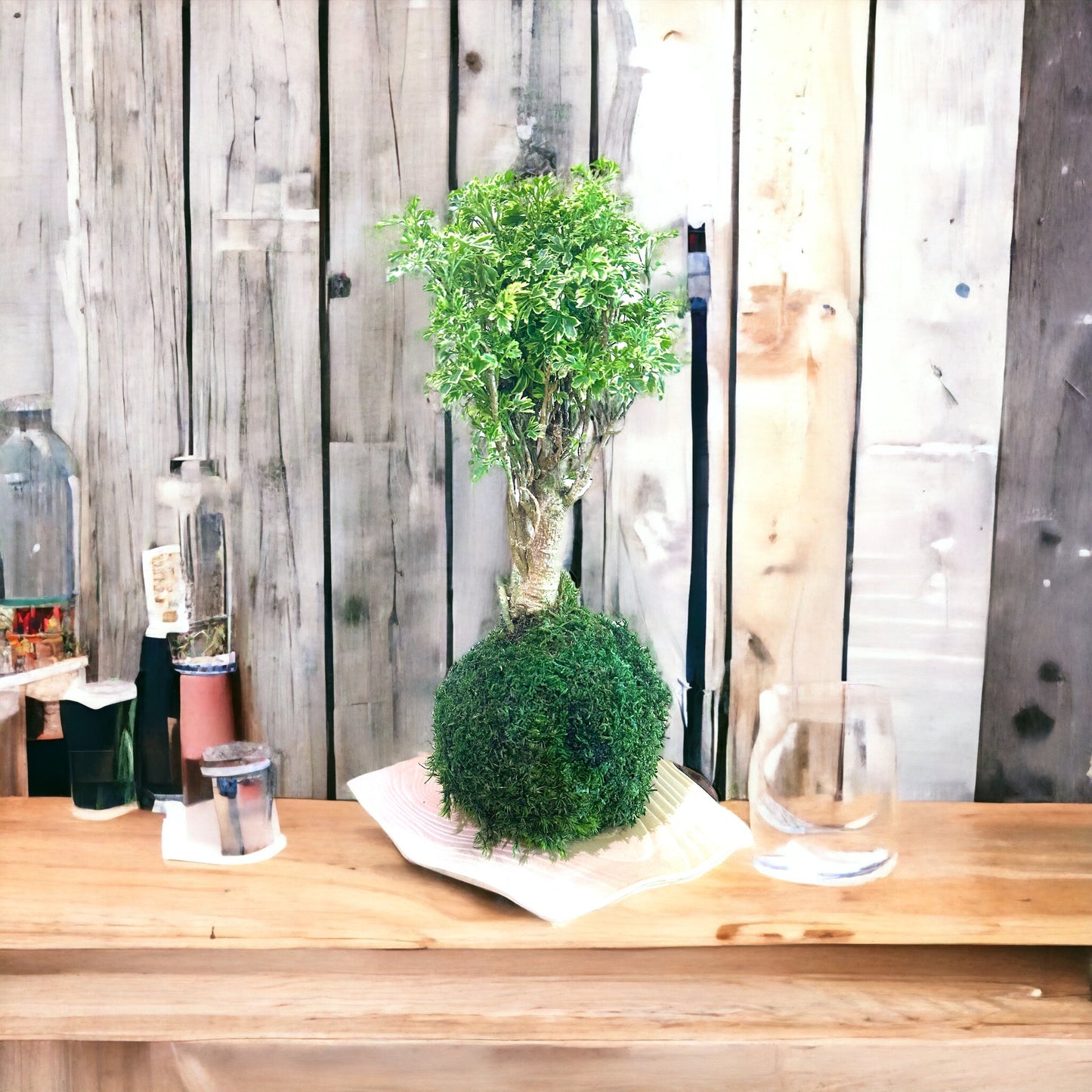 Ming Aralia 'Snowflake' Polyscias Fruticosa Variegated Kokedama - Moss ball (approx 5-7" diameter x 15-18 in)