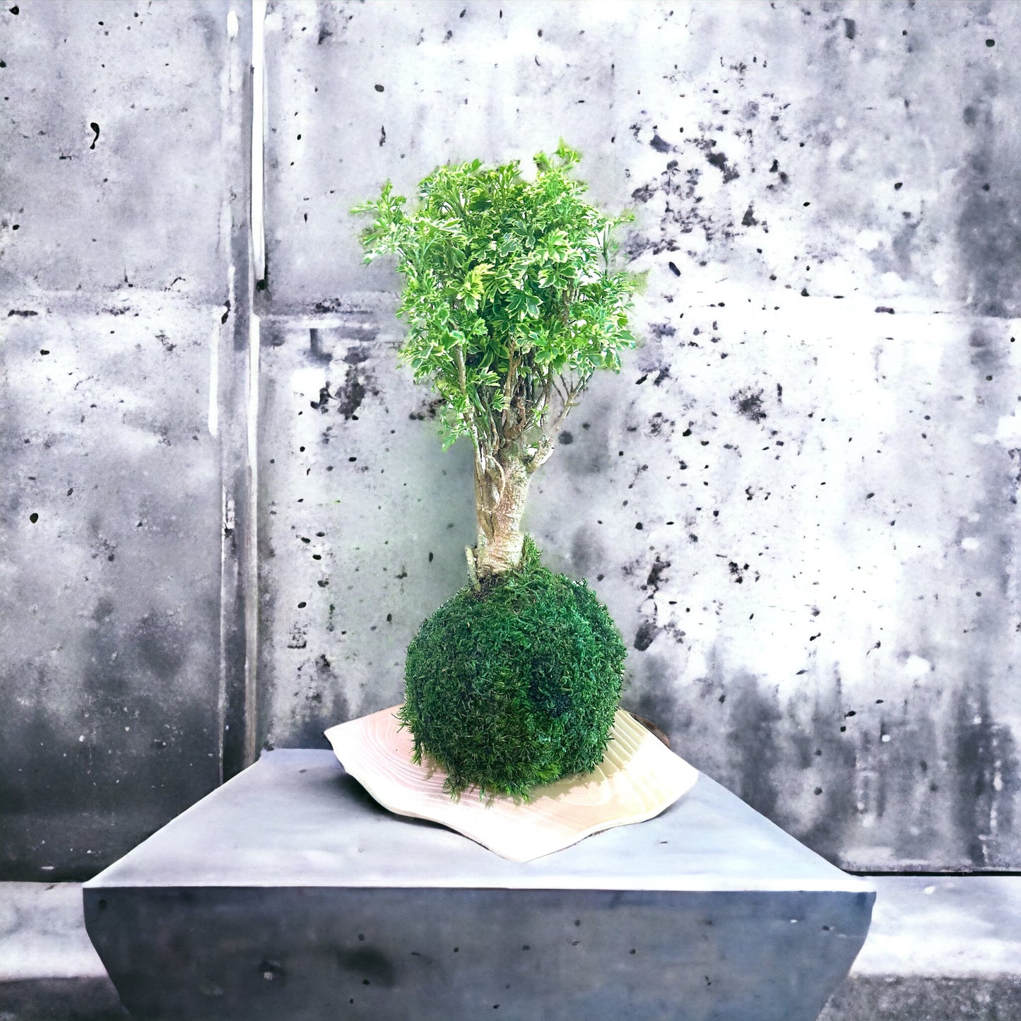Ming Aralia 'Snowflake' Polyscias Fruticosa Variegated Kokedama - Moss ball (approx 5-7" diameter x 15-18 in)