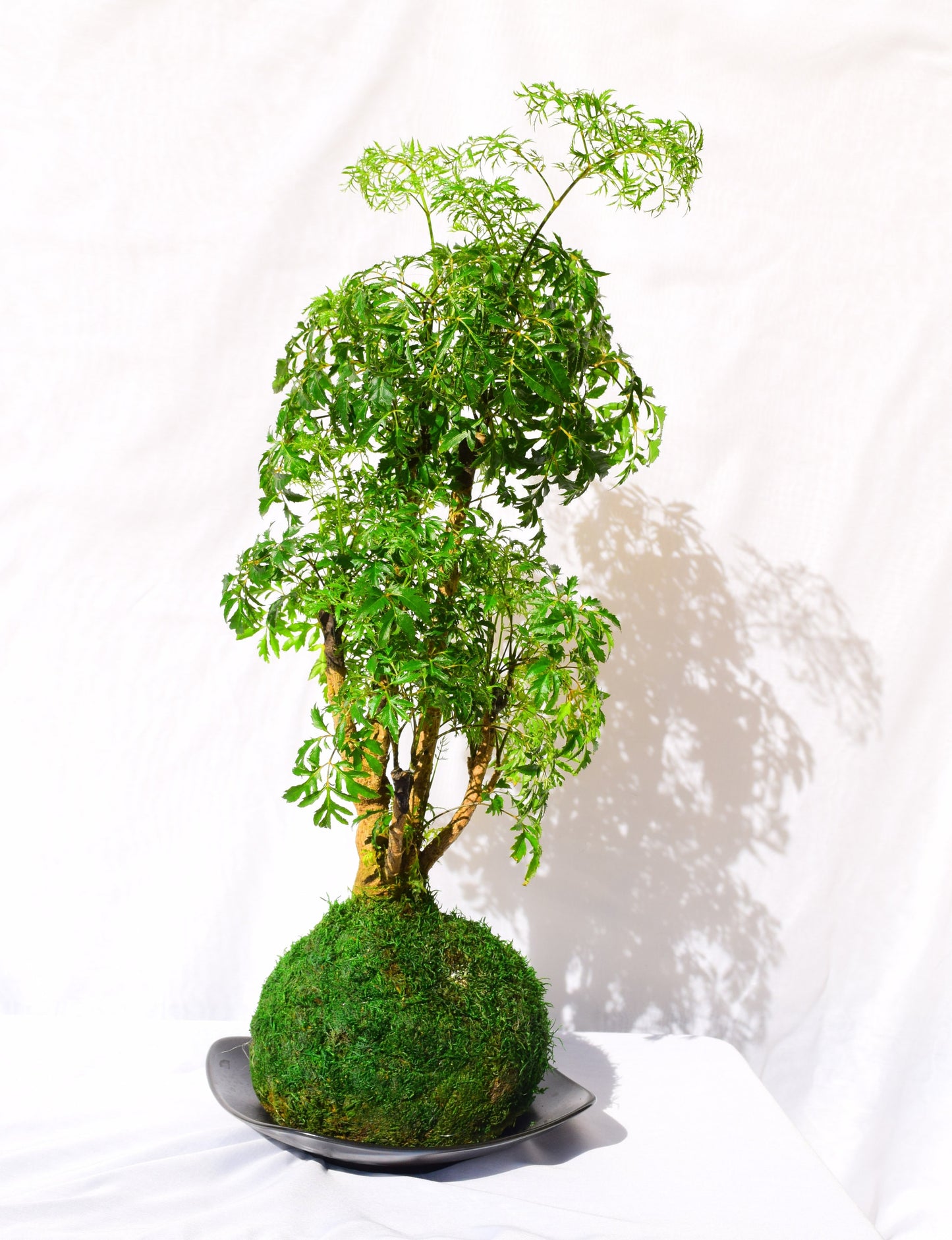 Ming Aralia Kokedama - Moss ball (approx 6-8" diameter x 20-22 in)