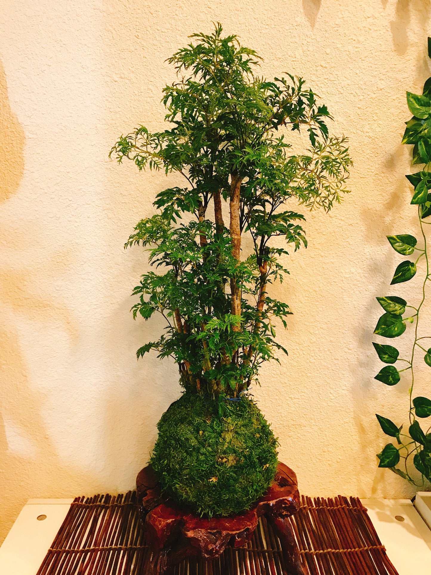 Ming Aralia Kokedama - Moss ball (approx 6-8" diameter x 20-22 in)