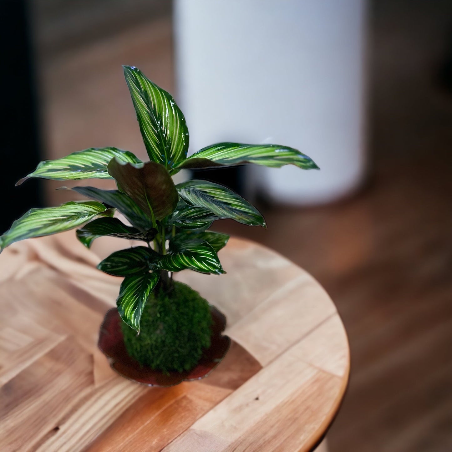 Calathea Pin - Stripped Ornata eye-catching Plant Kokedama - Bonsai Moss ball - house decor with Japanese technique plants!