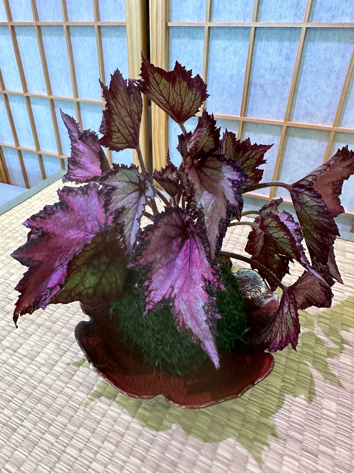 Rex Begonia Kokedama - Bonsai Ball - house plant