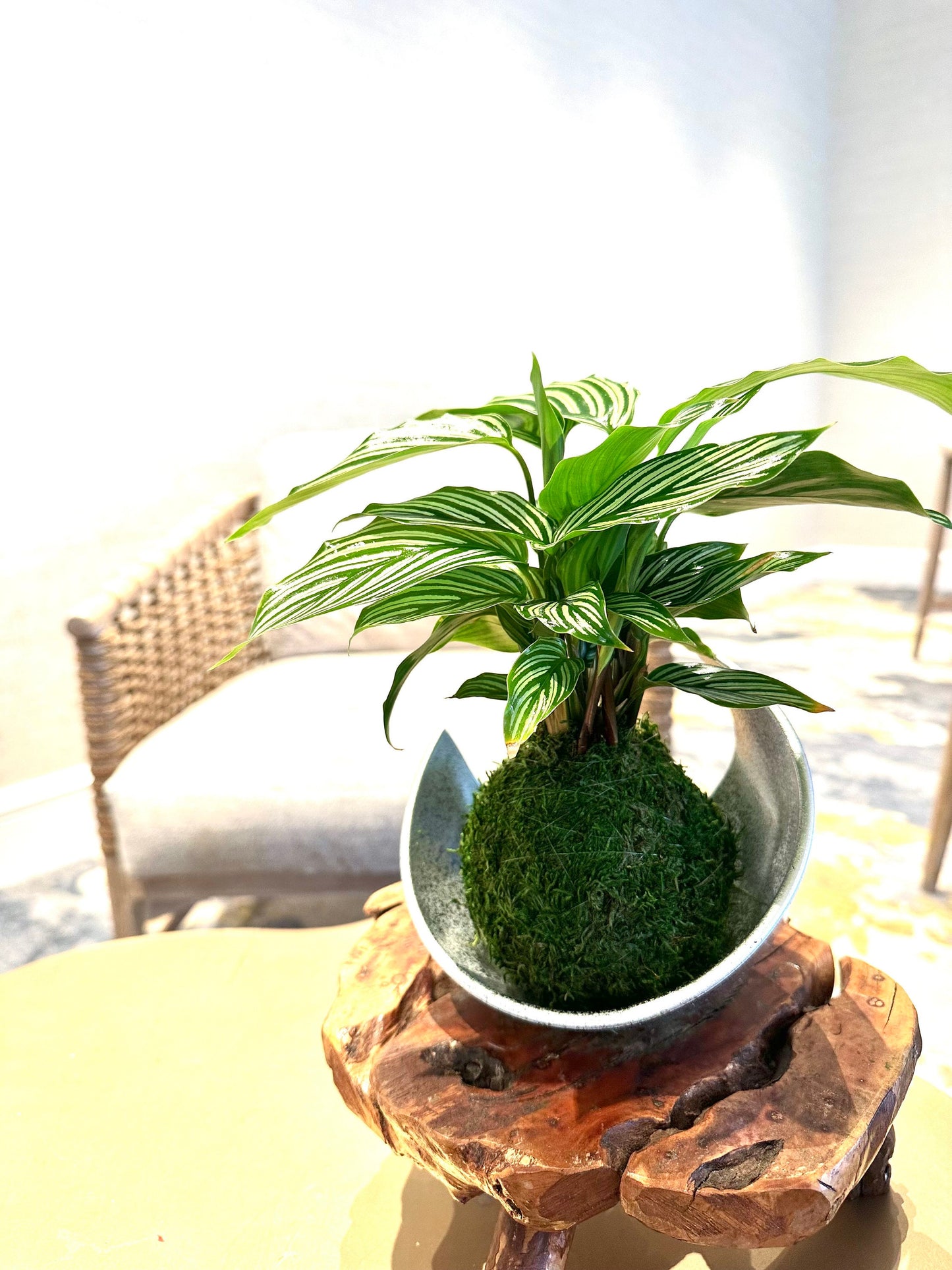 Calathea 'Vittata' Kokedama - Bonsai Moss ball - Japanese house plant decoration