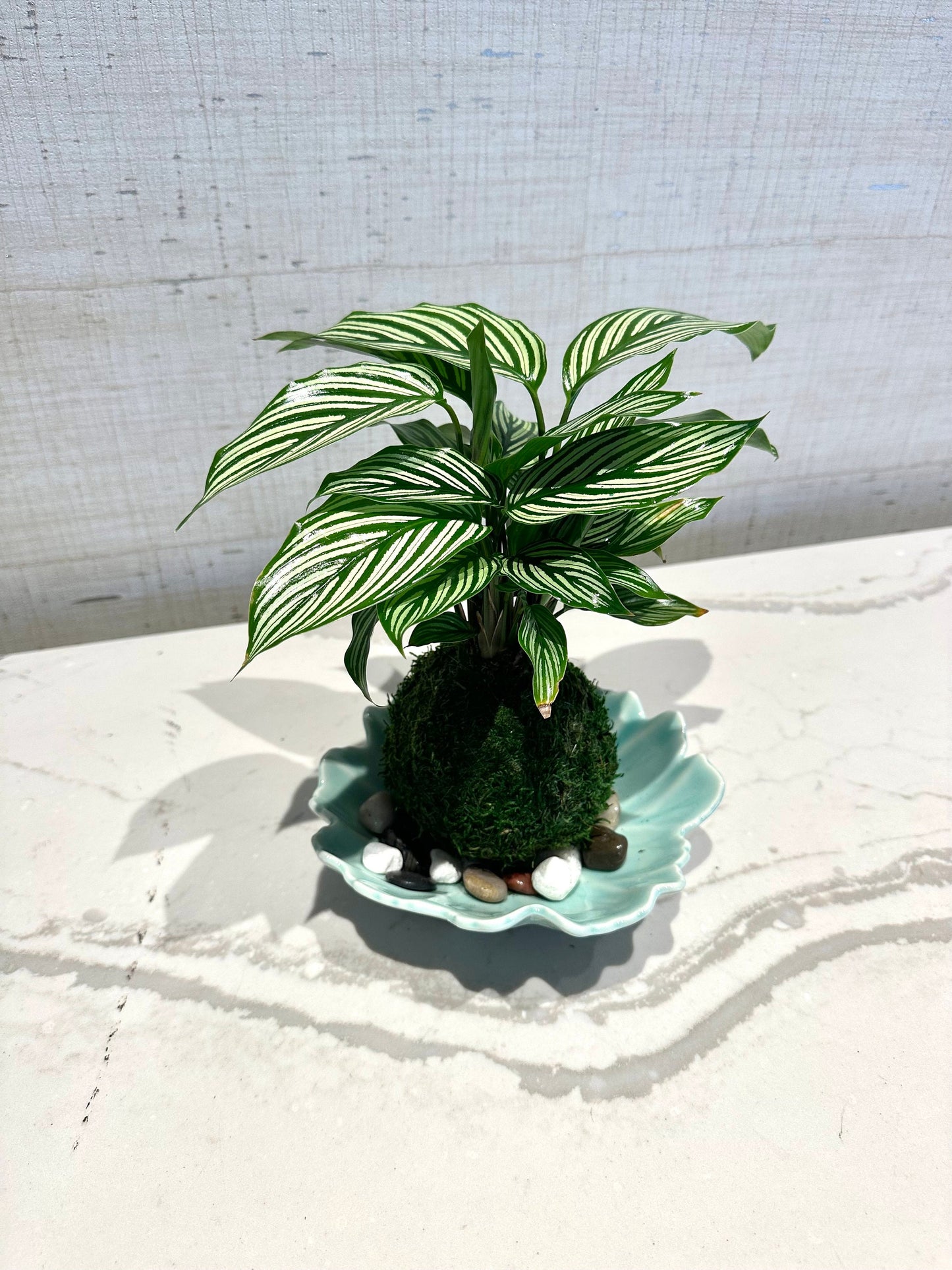 Calathea 'Vittata' Kokedama - Bonsai Moss ball - Japanese house plant decoration