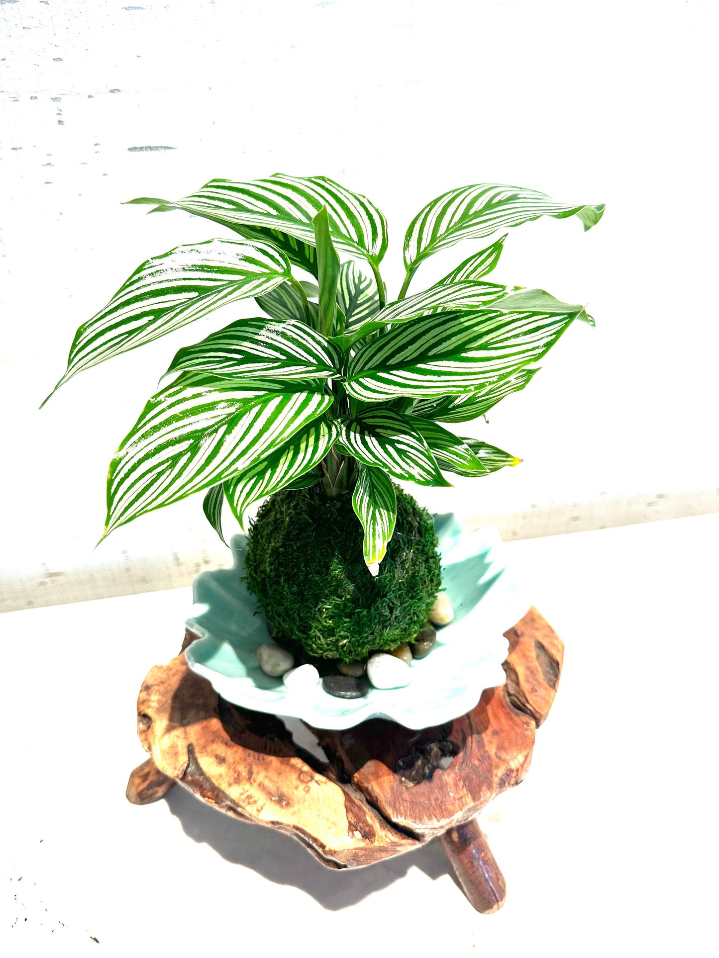 Calathea 'Vittata' Kokedama - Bonsai Moss ball - Japanese house plant decoration