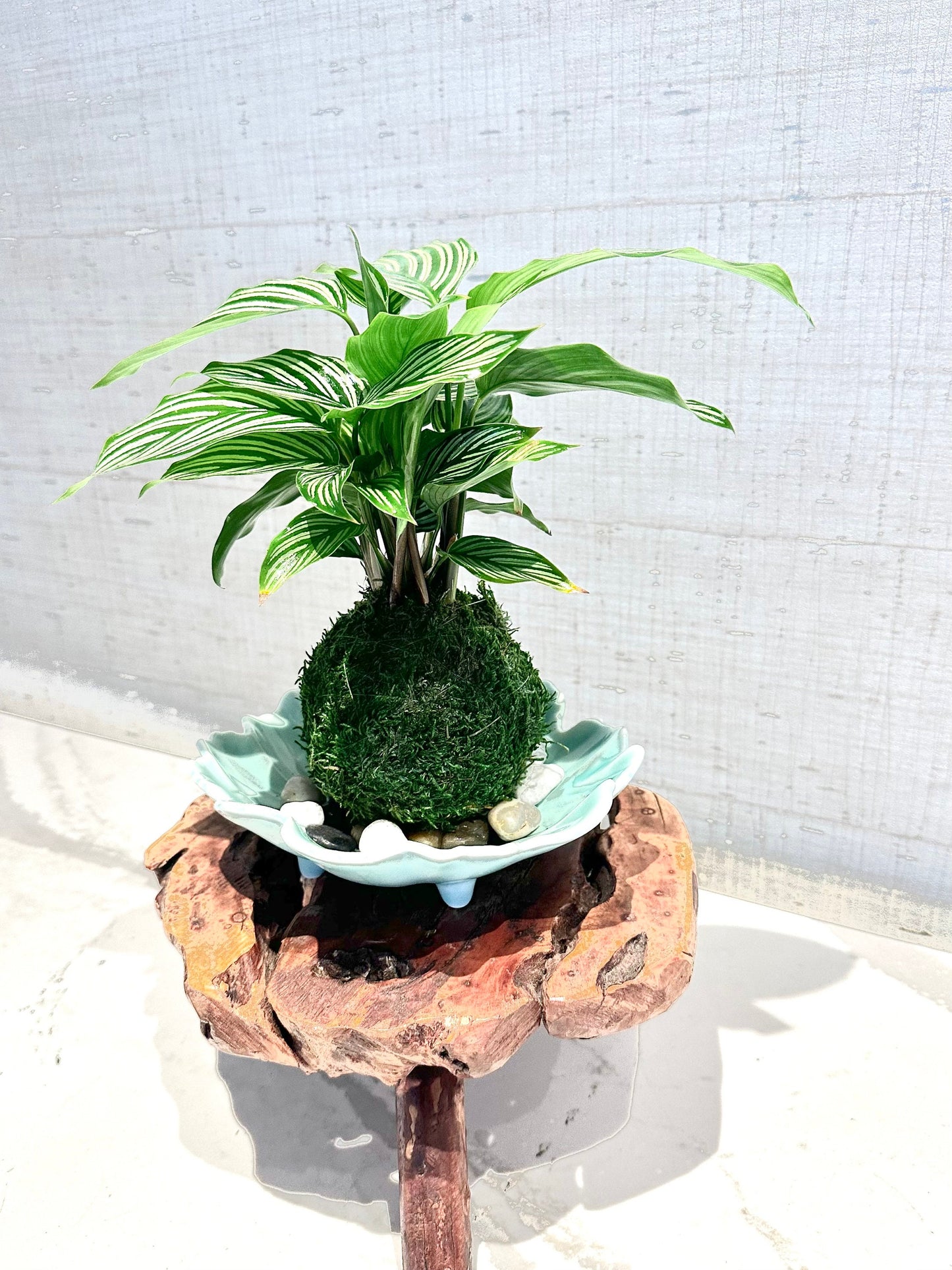 Calathea 'Vittata' Kokedama - Bonsai Moss ball - Japanese house plant decoration