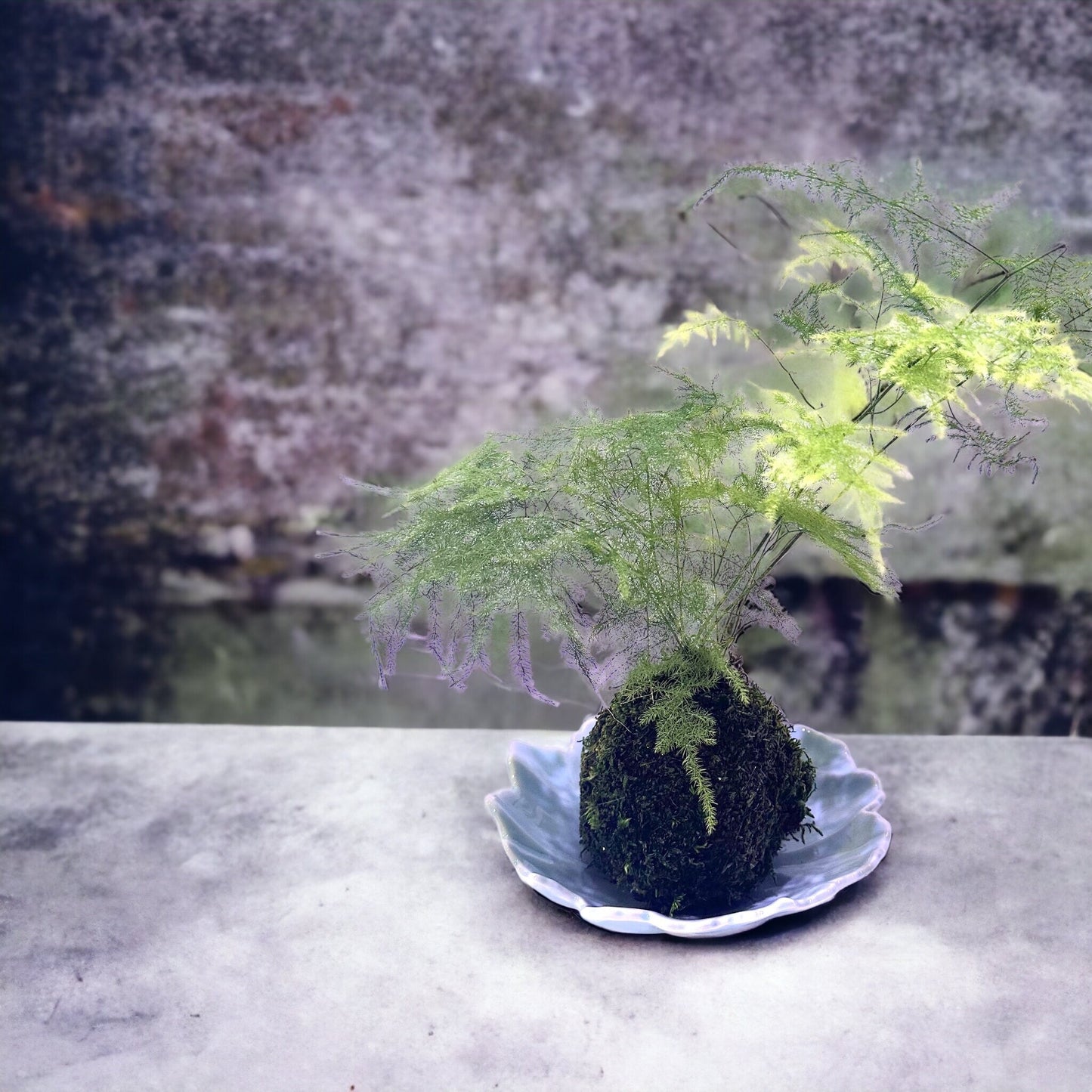 Light green leaf shaped ceramic Saucers for Medium to large Kokedama. 7" diameter, 2" deep.