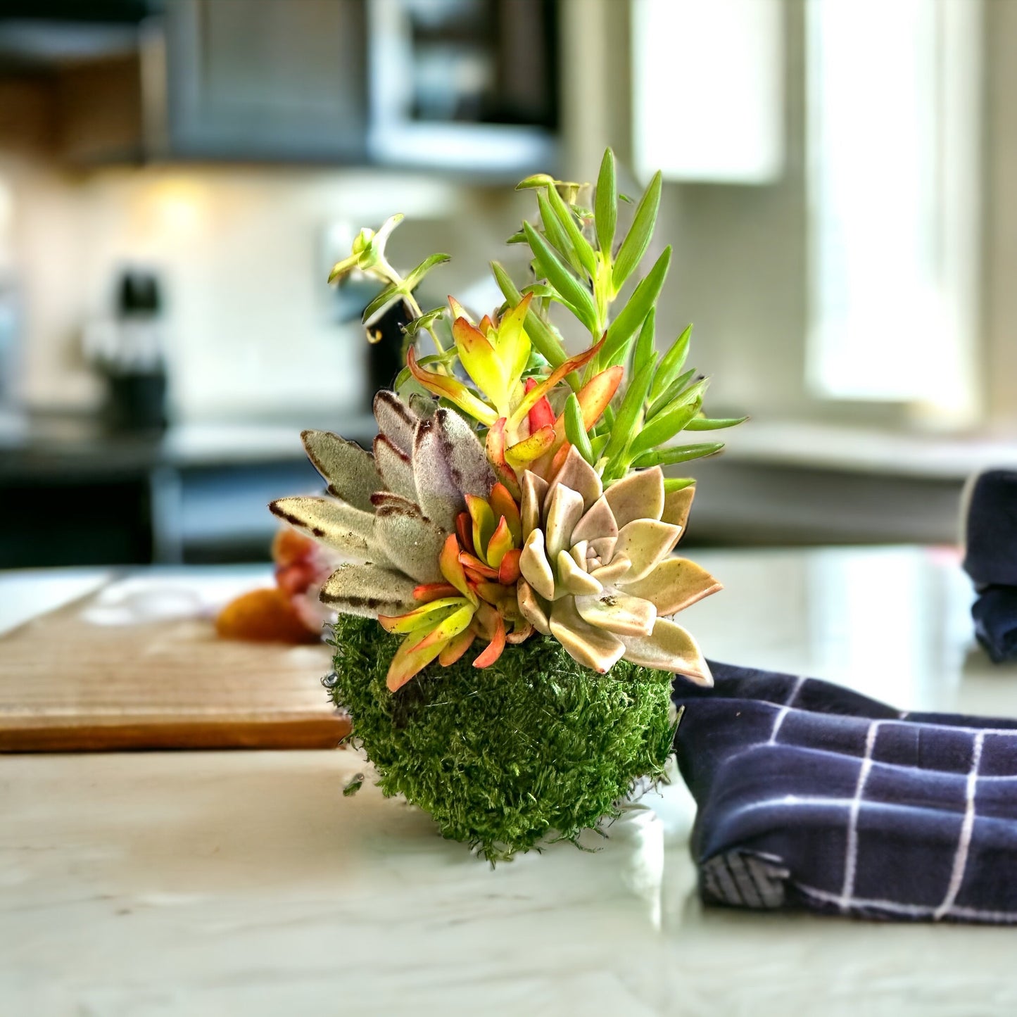 Arranged Succulent Kokedama - Moss ball