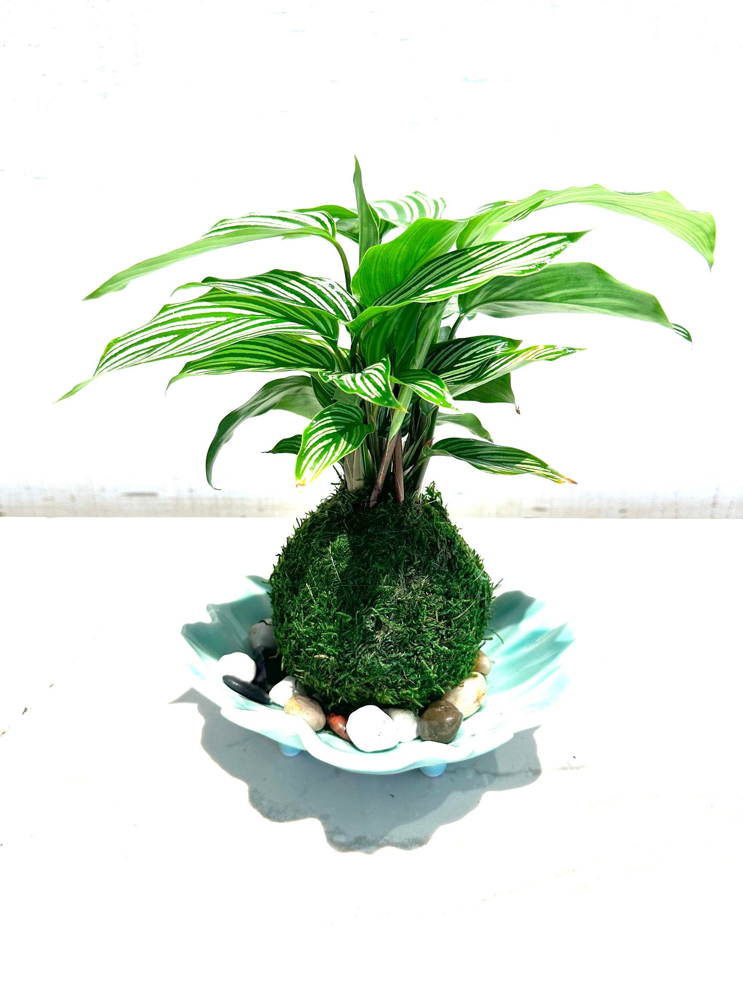 Calathea 'Vittata' Kokedama - Bonsai Moss ball - Japanese house plant decoration