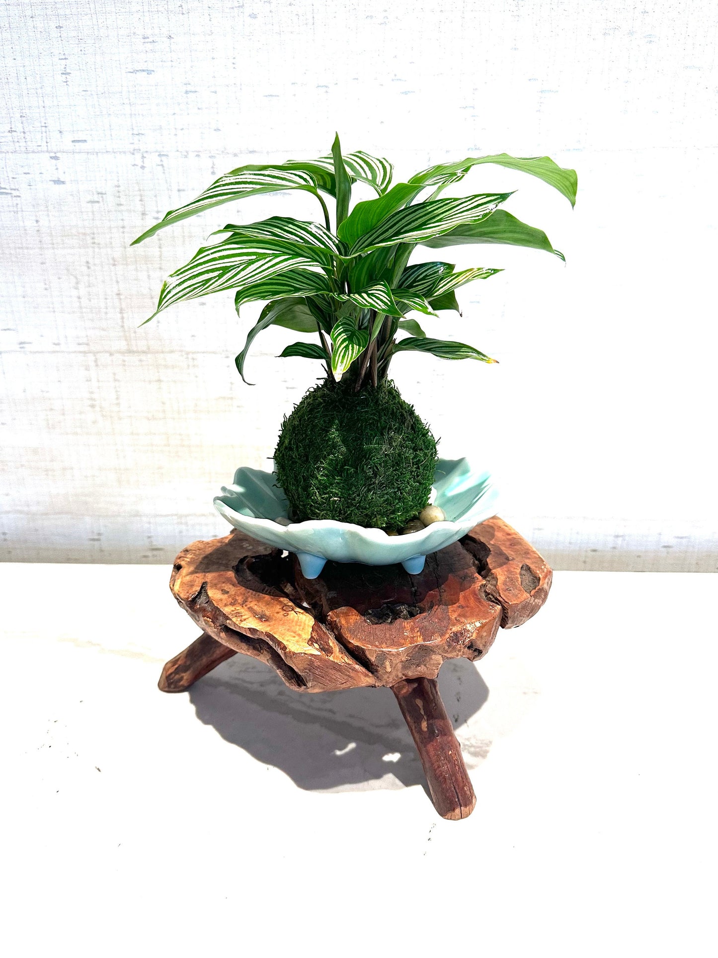 Calathea 'Vittata' Kokedama - Bonsai Moss ball - Japanese house plant decoration