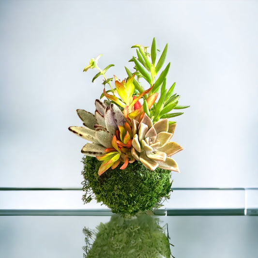 Arranged Succulent Kokedama - Moss ball