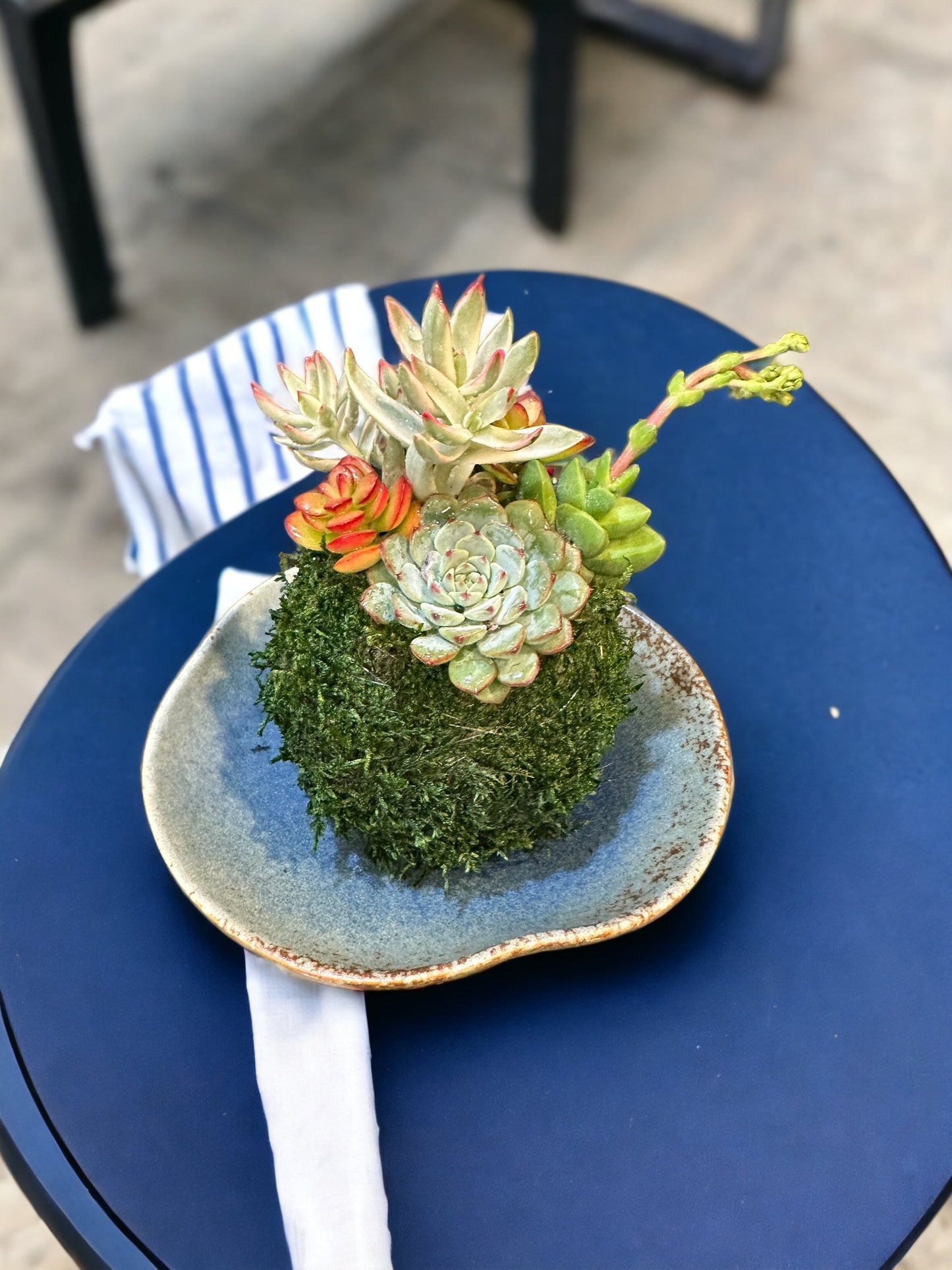 Arranged Succulent Kokedama - Moss ball