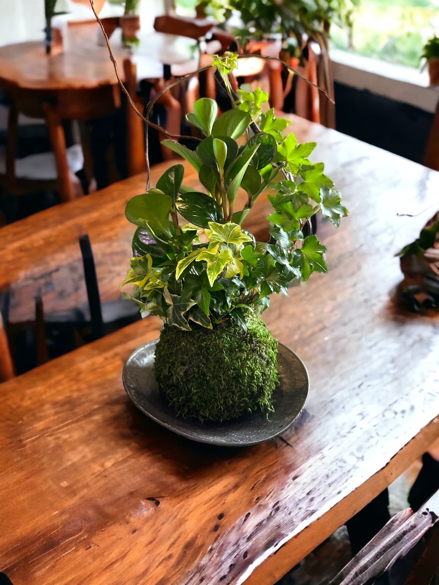 Boat shaped Round black grazed and paint design bowl 7" diameter x 1.5" height for Small to Medium Kokedama CA