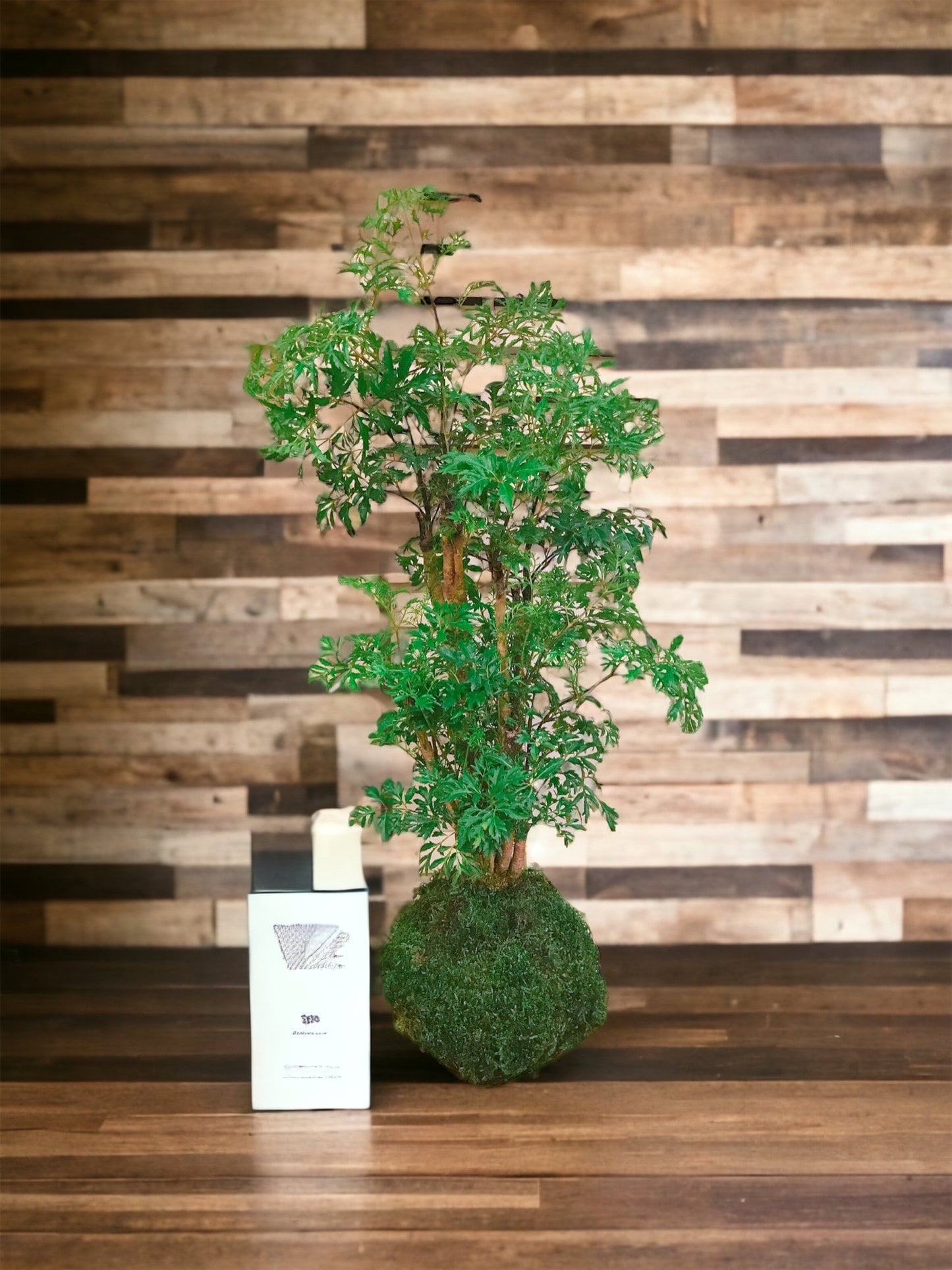 Ming Aralia Kokedama - Moss ball (approx 6-8" diameter x 20-22 in)