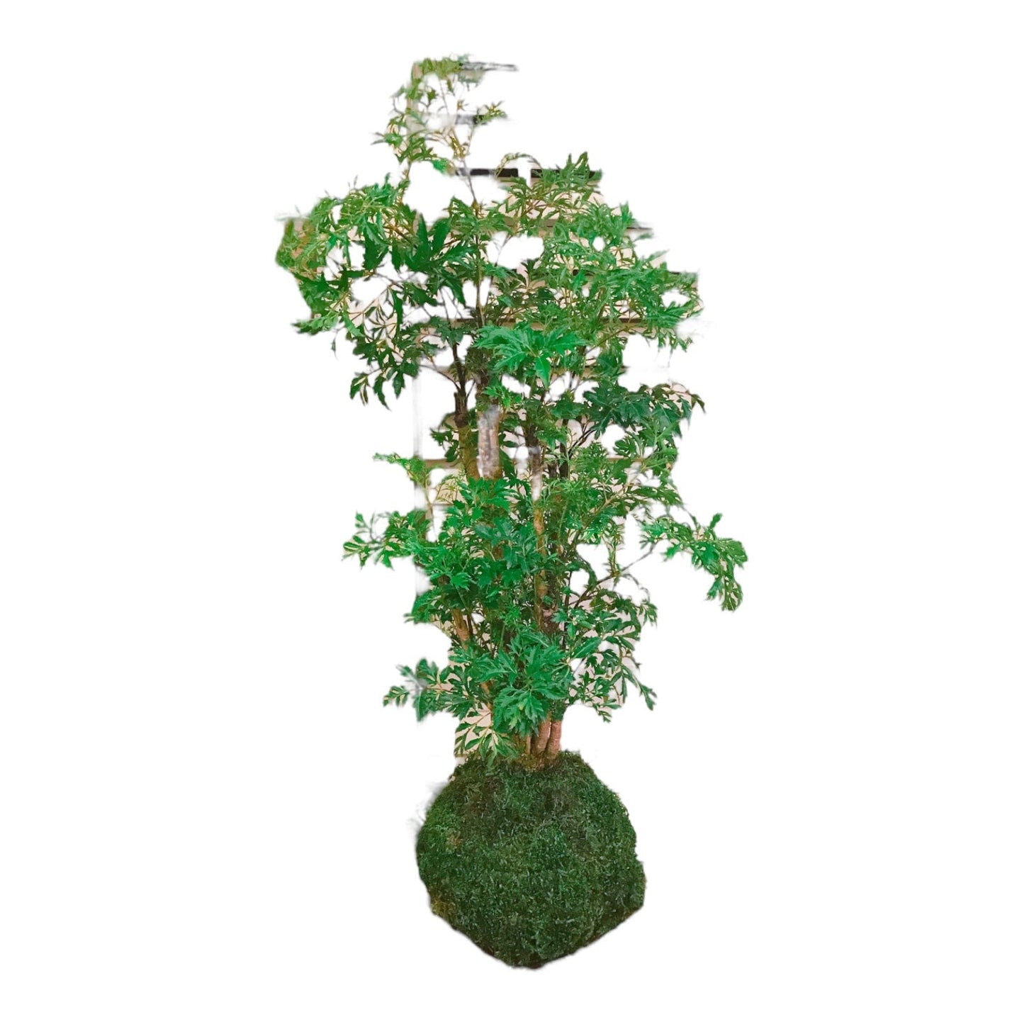 Ming Aralia Kokedama - Moss ball (approx 6-8" diameter x 20-22 in)