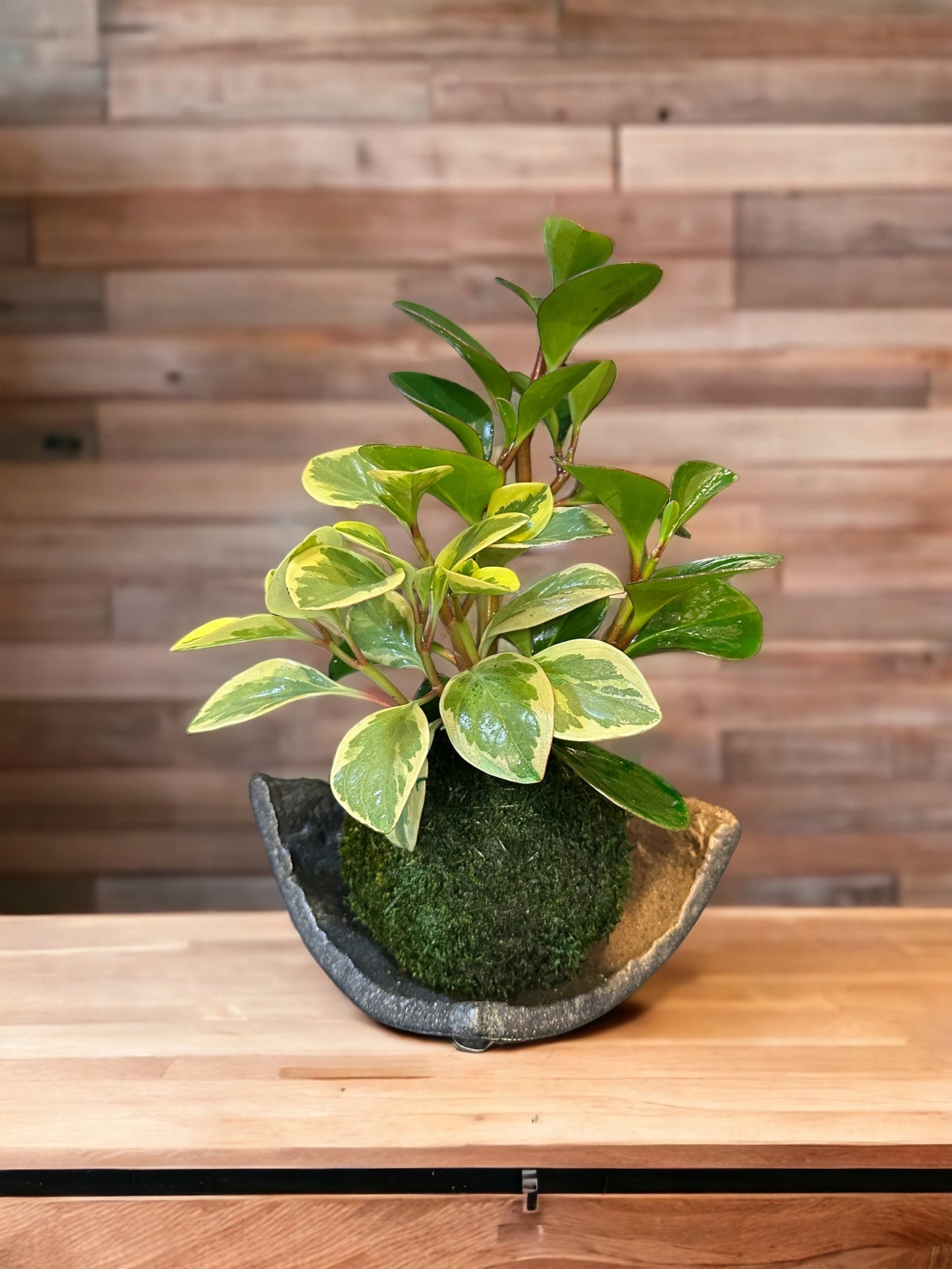 Mixed Peperomia variegated and solid Kokedama, Japanese traditional indoor moss ball garden