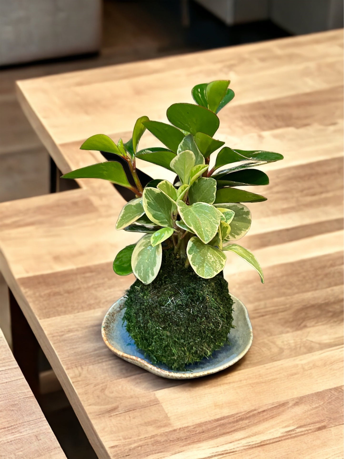 Mixed Peperomia variegated and solid Kokedama, Japanese traditional indoor moss ball garden