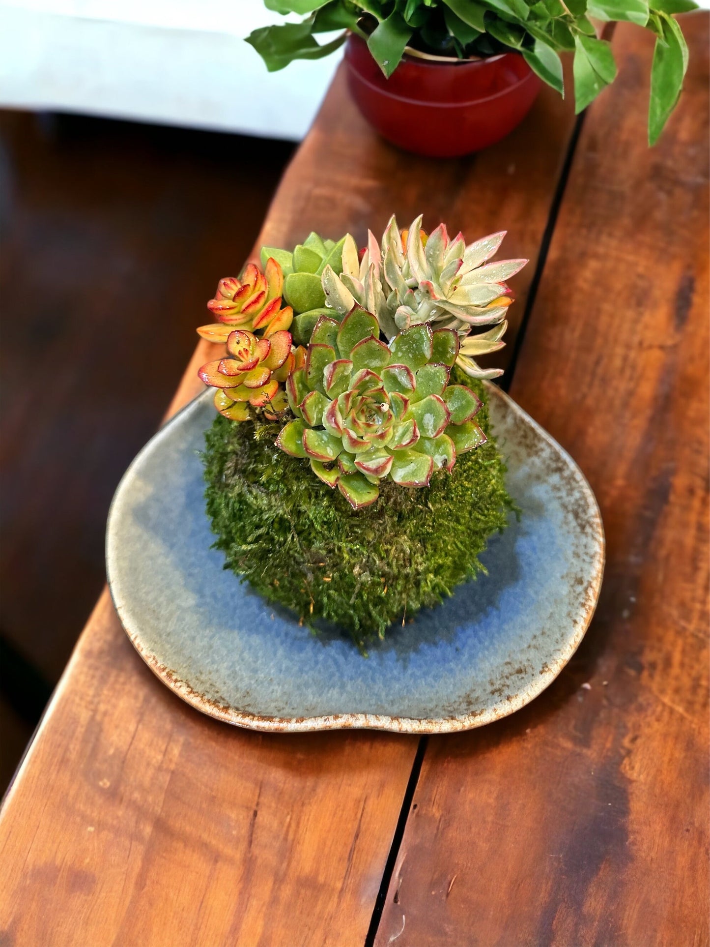 Arranged Succulent Kokedama - Moss ball