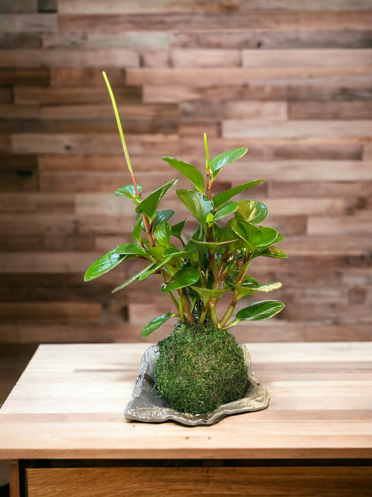Green Peperomia Kokedama, Japanese traditional indoor moss ball garden