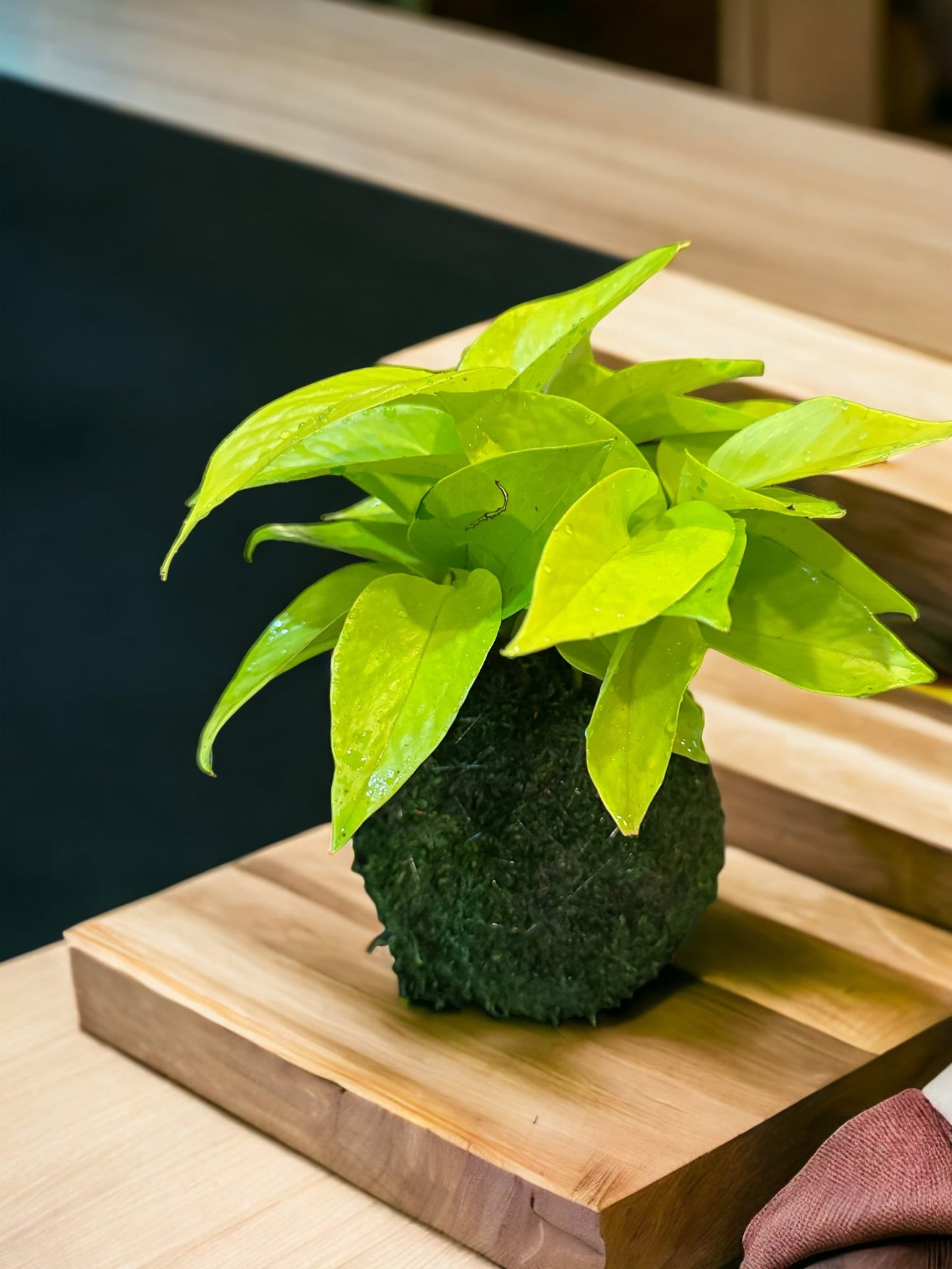 Lime Green Pothos Kokedama - Moss ball - Japanese Living Art