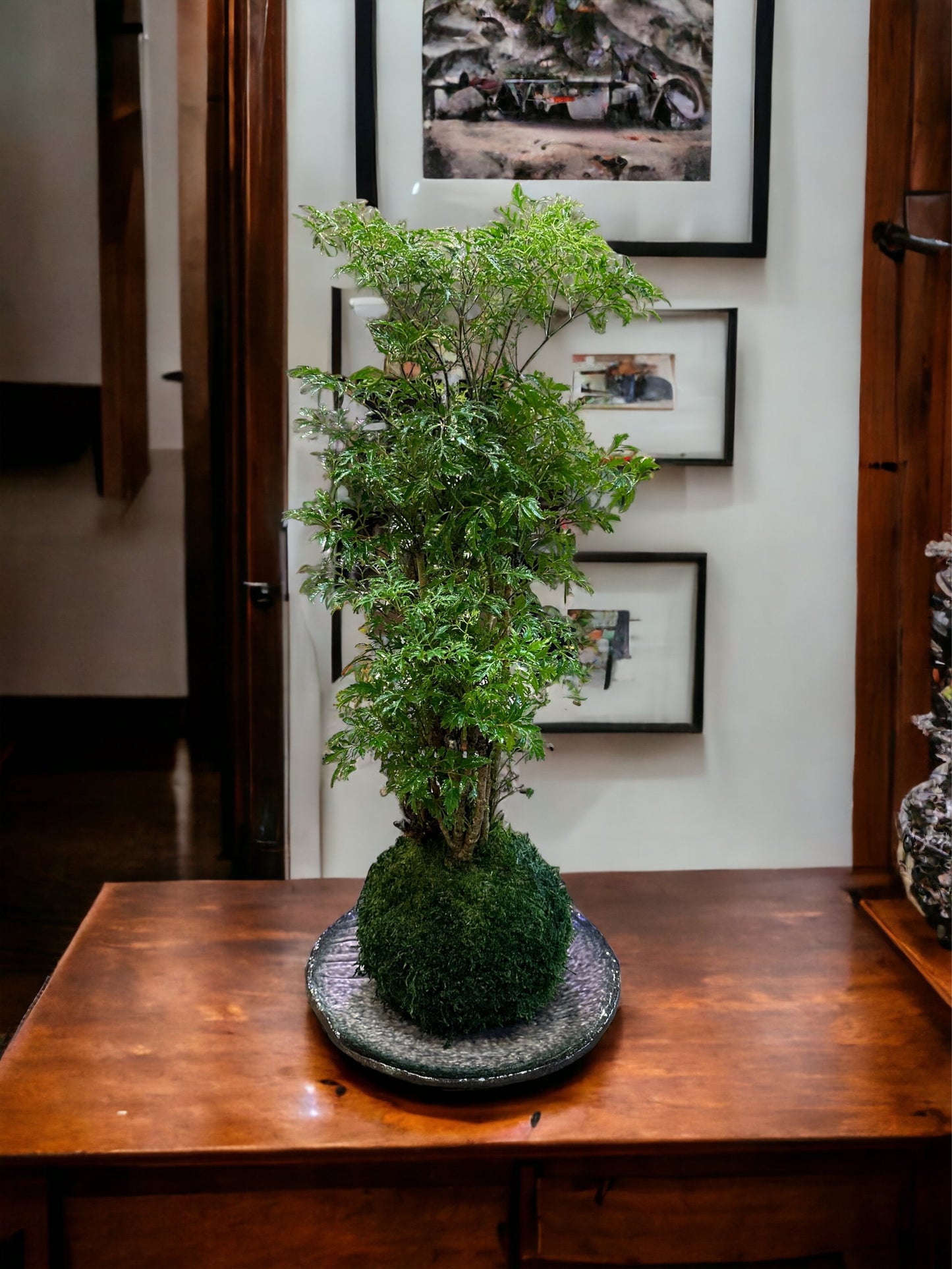 Ming Aralia Kokedama - Moss ball (approx 6-8" diameter x 20-22 in)