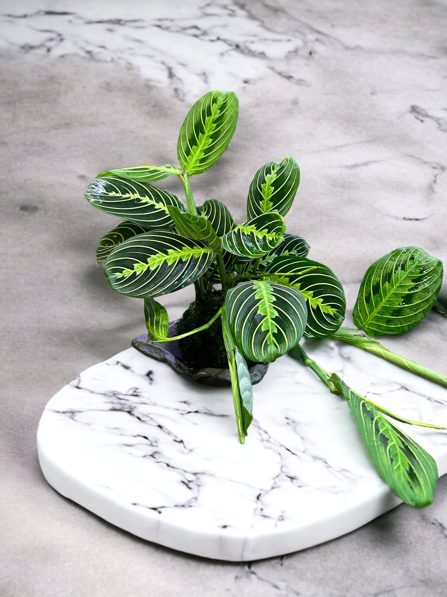 Prayer Plant Kokedama, Japanese botanical art, indoor moss ball garden