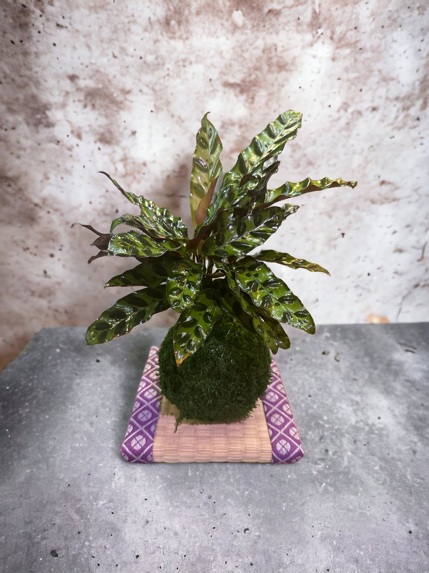 Zebra Calathea and Foxtail fern arranged kokedama -- Bonsai Moss ball - house decor with Japanese technique plants!
