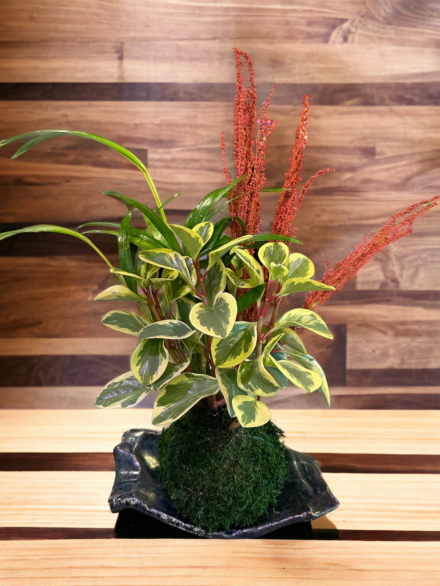 Arranged kokedama with Maya Palm, variegated peoeromia and dried flower -- Bonsai Moss ball - house decor with Japanese technique plants!