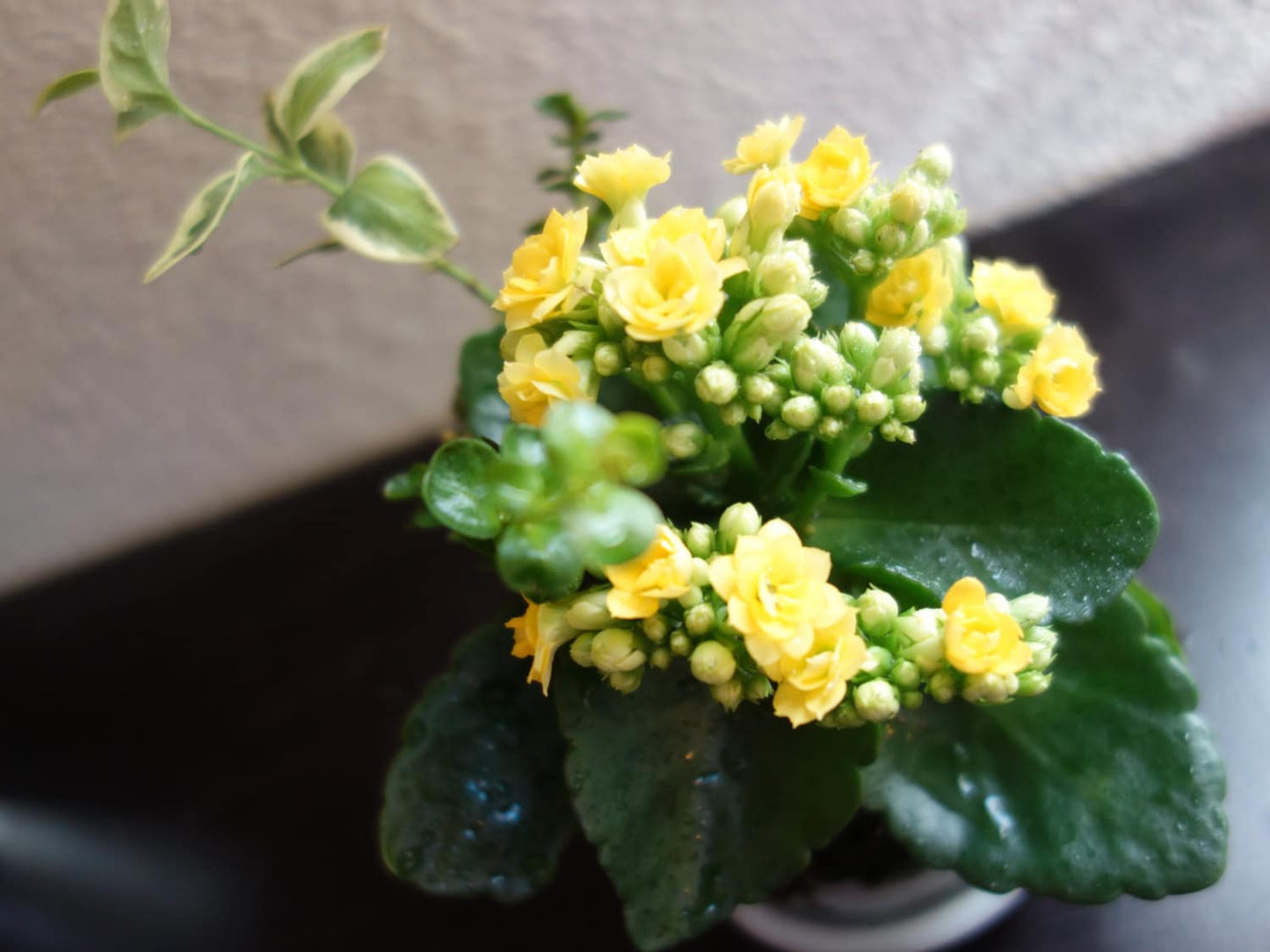 Medium size Kalanchoe Kokedama - Moss ball with blooming flower with many new buds!