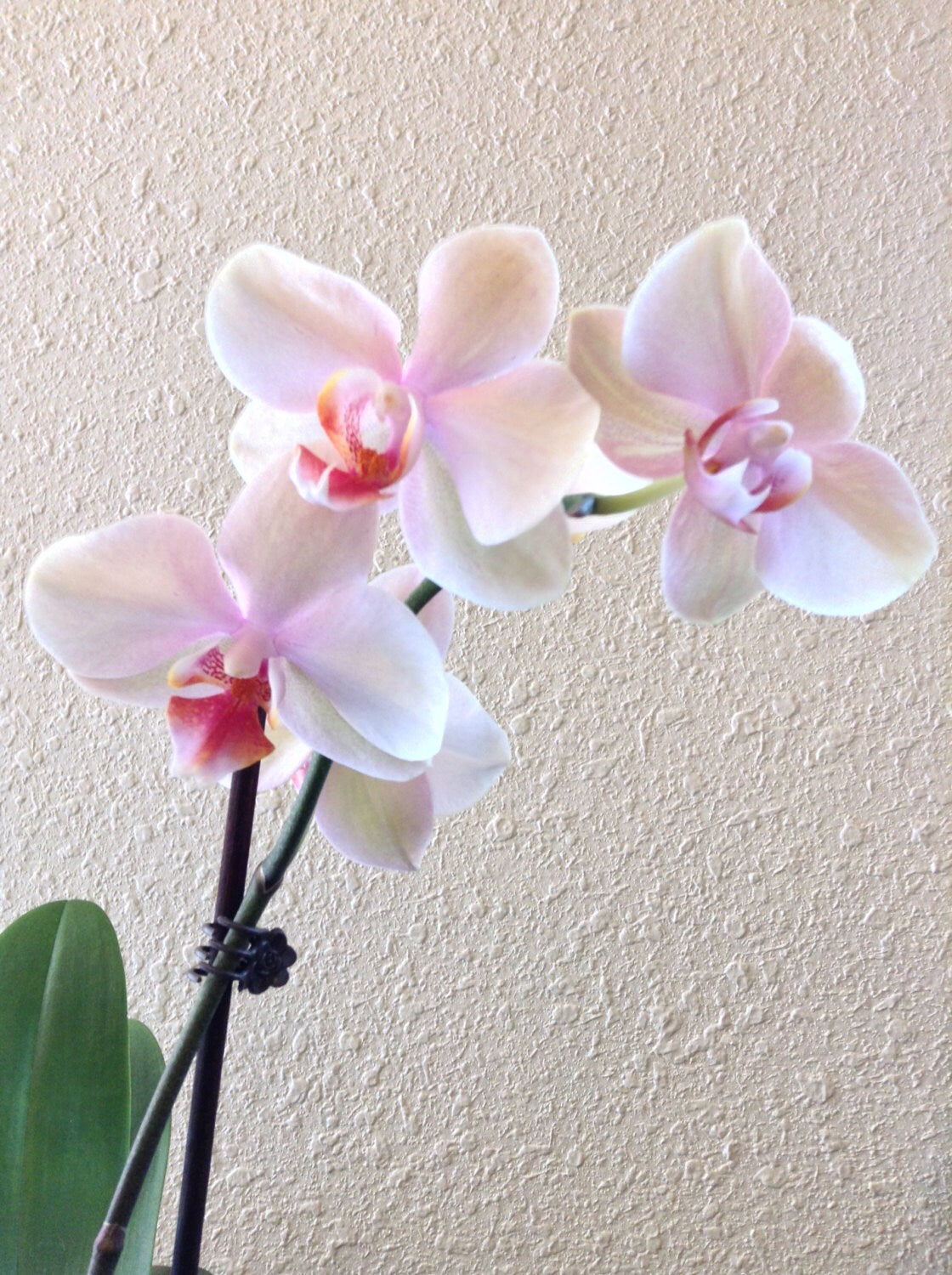 Kokedama - Moss ball with beautiful white-pink orchid