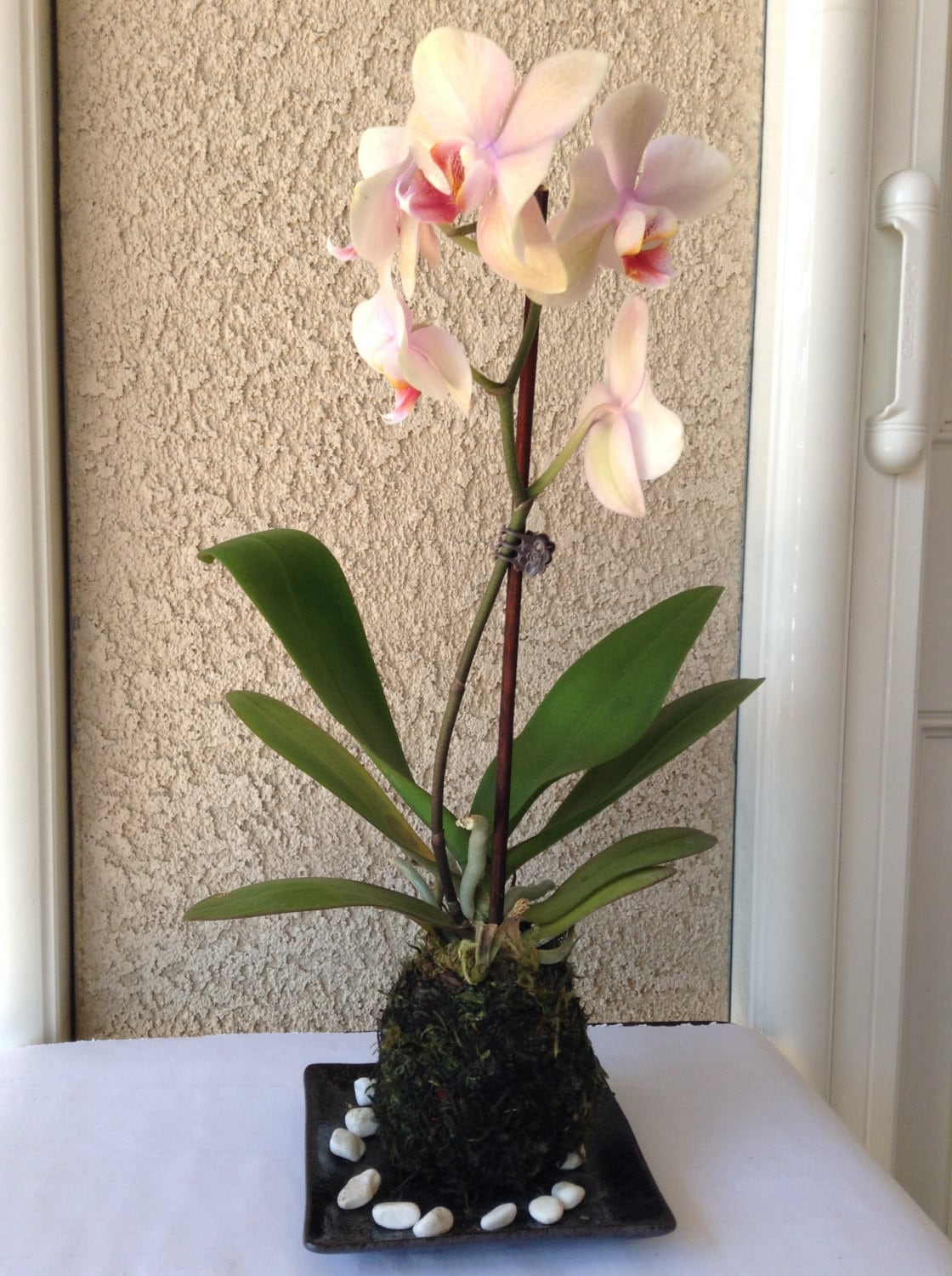 Kokedama - Moss ball with beautiful white-pink orchid