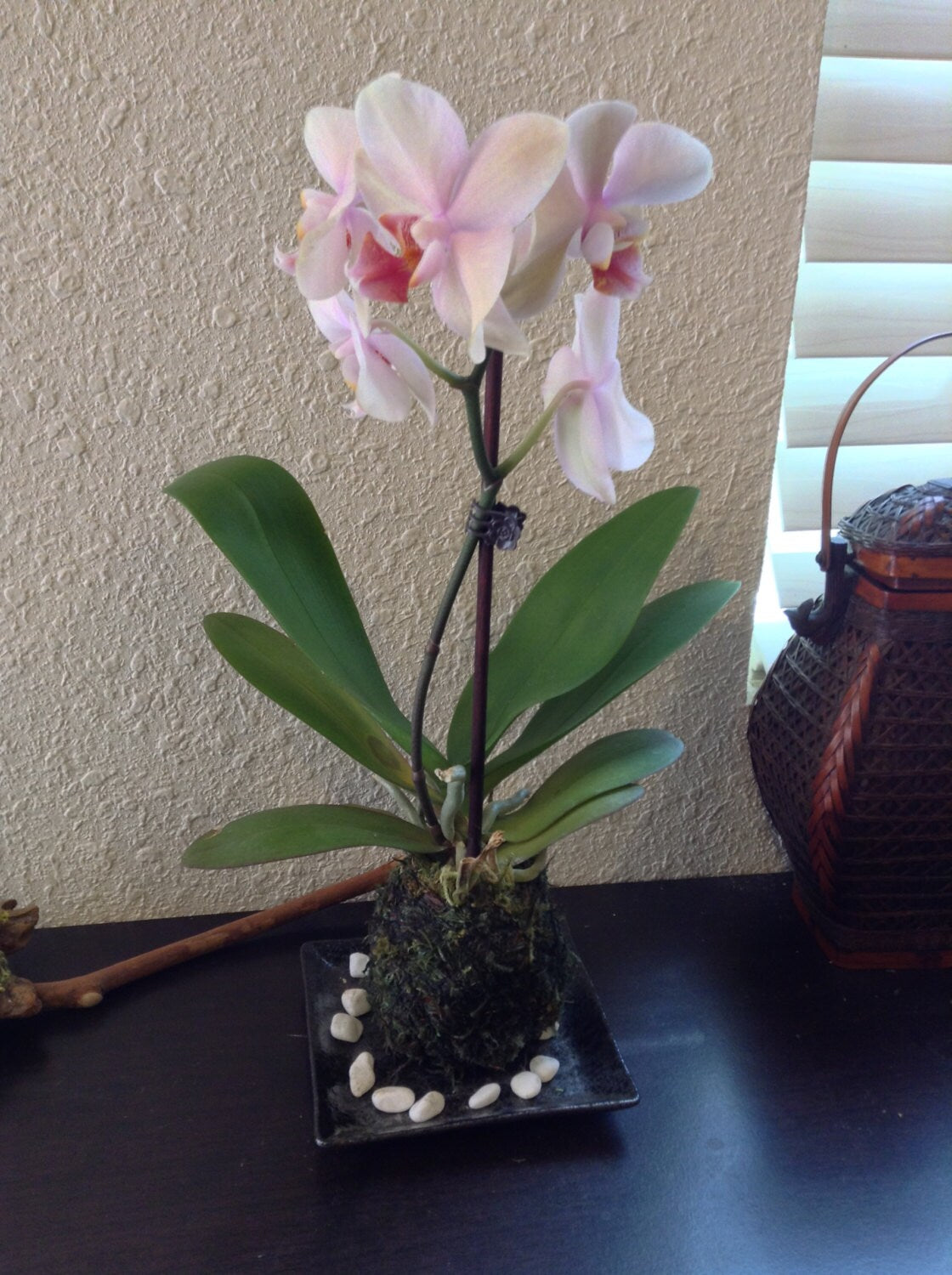 Kokedama - Moss ball with beautiful white-pink orchid