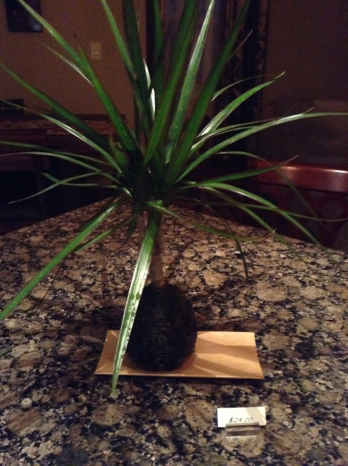 Dracaena Marginata Kokedama - Popular plant- last long. Low light is ok! Good indoor plant.