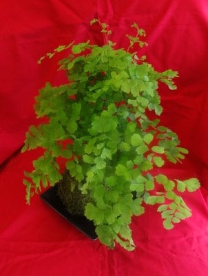 Maiden Fern Kokedama - Moss ball , Japanese traditional indoor garden technique.