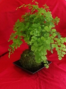 Maiden Fern Kokedama - Moss ball , Japanese traditional indoor garden technique.