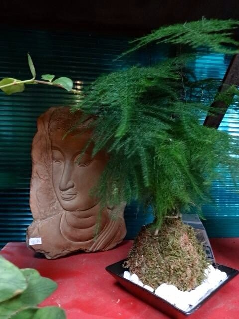 Medium Size Asparagus fern Kokedama - Bonsai Moss ball, Attractive herbaceous, lace-like foliage perennial plant.