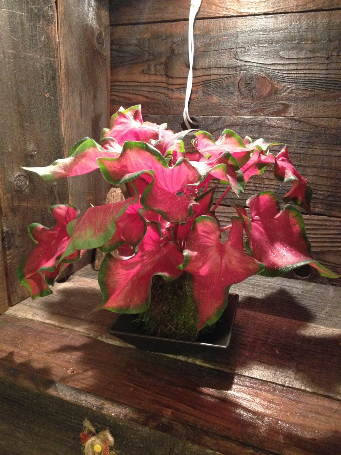 Caladium Frieda Hemple Kokedama - Moss ball, Brilliant red, heart-shaped foliage!