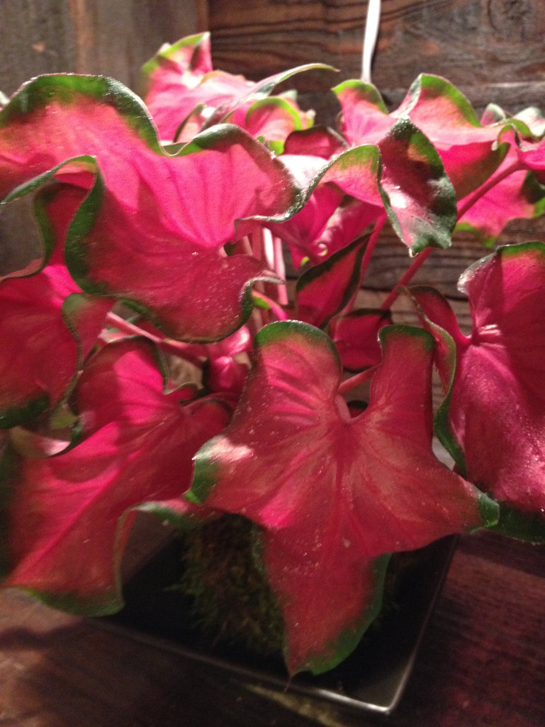 Caladium Frieda Hemple Kokedama - Moss ball, Brilliant red, heart-shaped foliage!