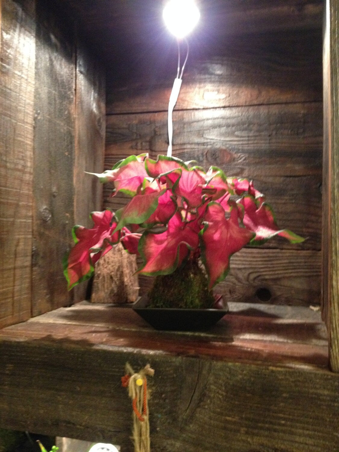Caladium Frieda Hemple Kokedama - Moss ball, Brilliant red, heart-shaped foliage!
